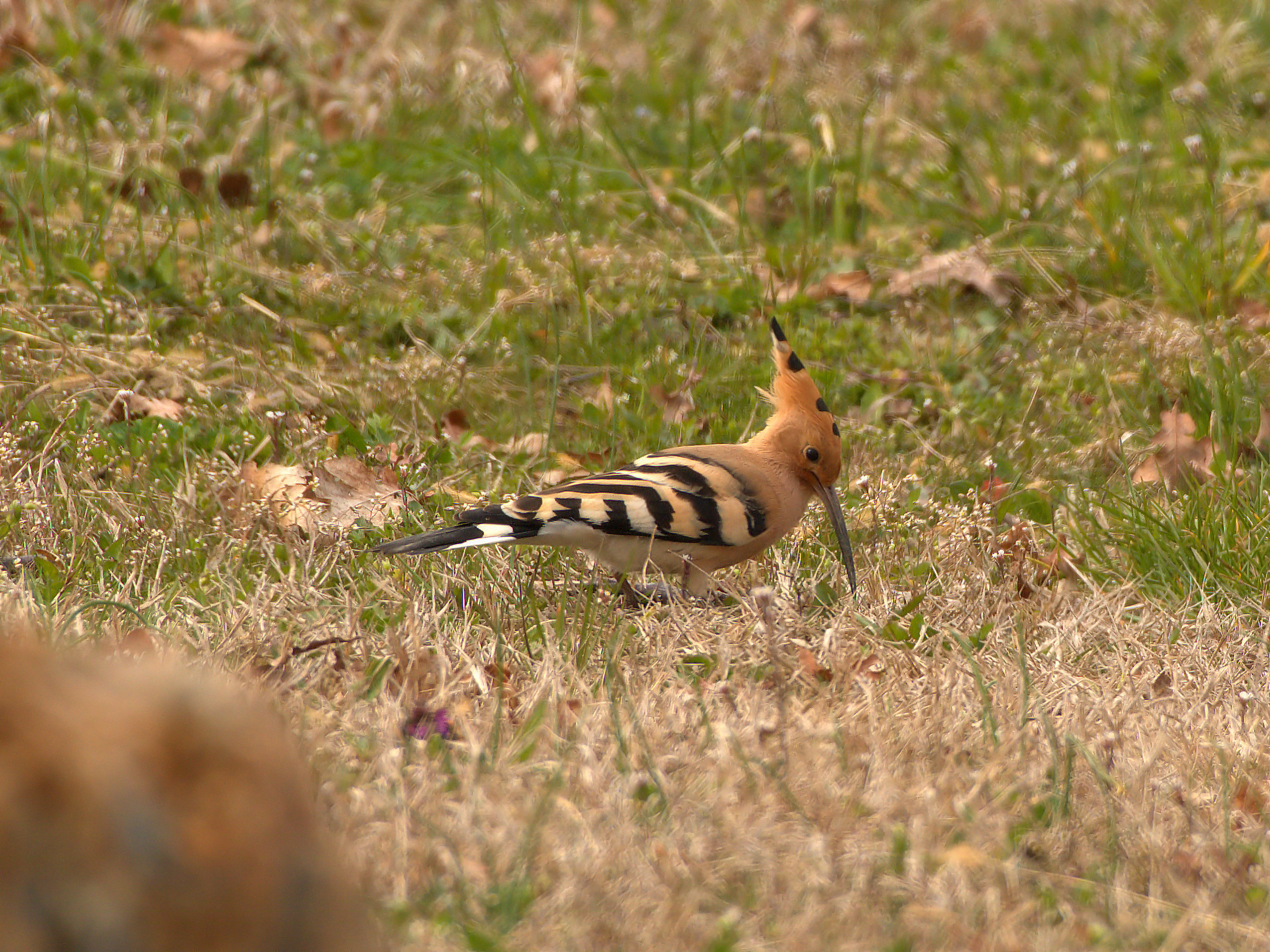 Hoopoe