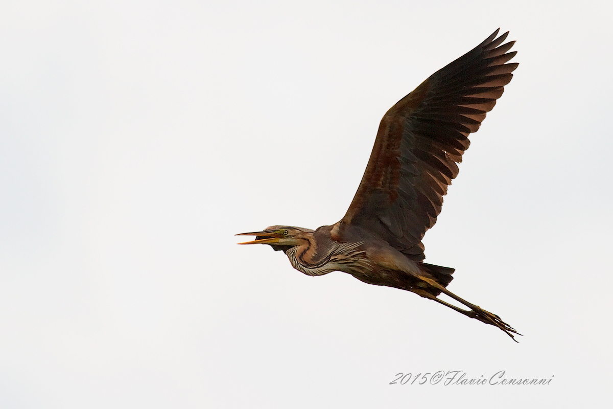 Still the Red in flight