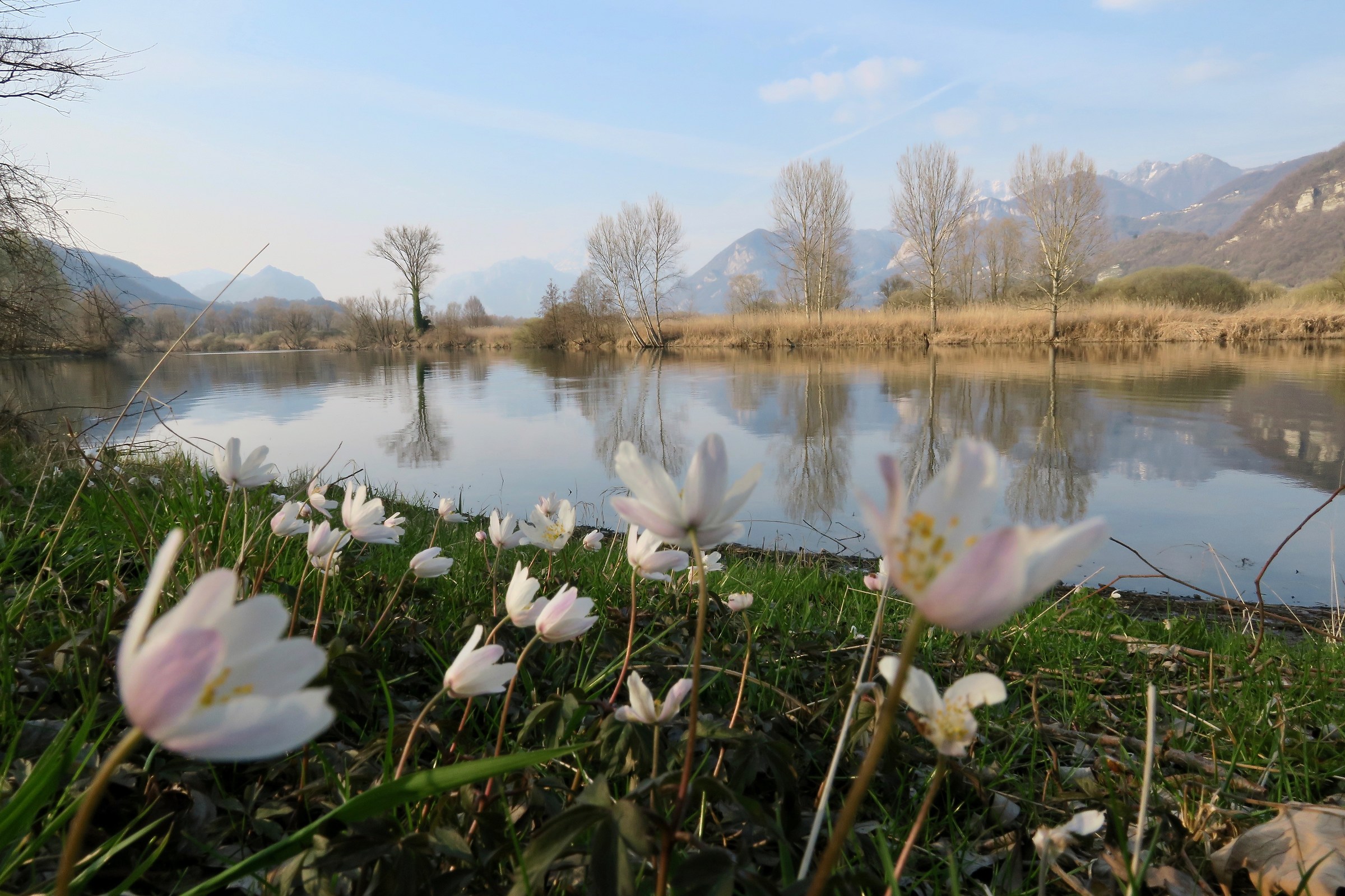 Anemoni sulla riva dell'Adda