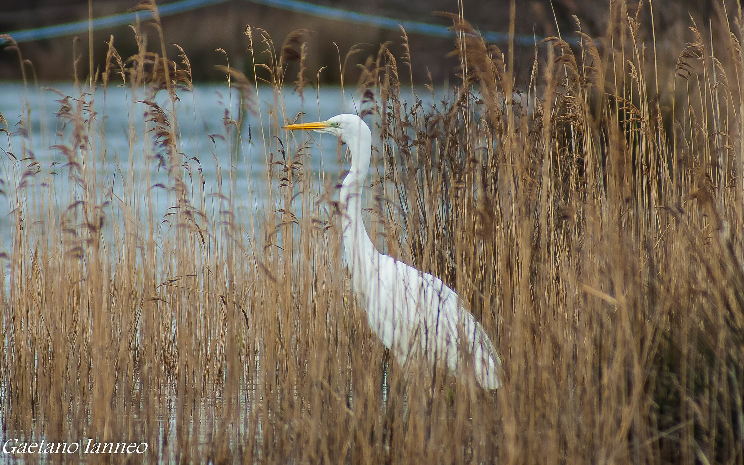 Airone Bianco Maggiore