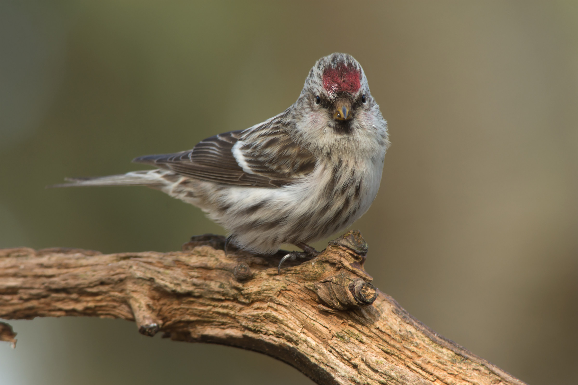 Lesser Redpoll