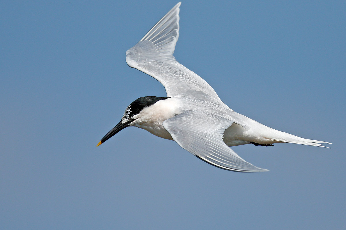 Sandwich Tern