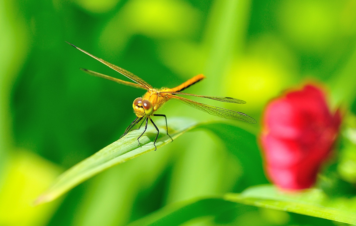 Libellula