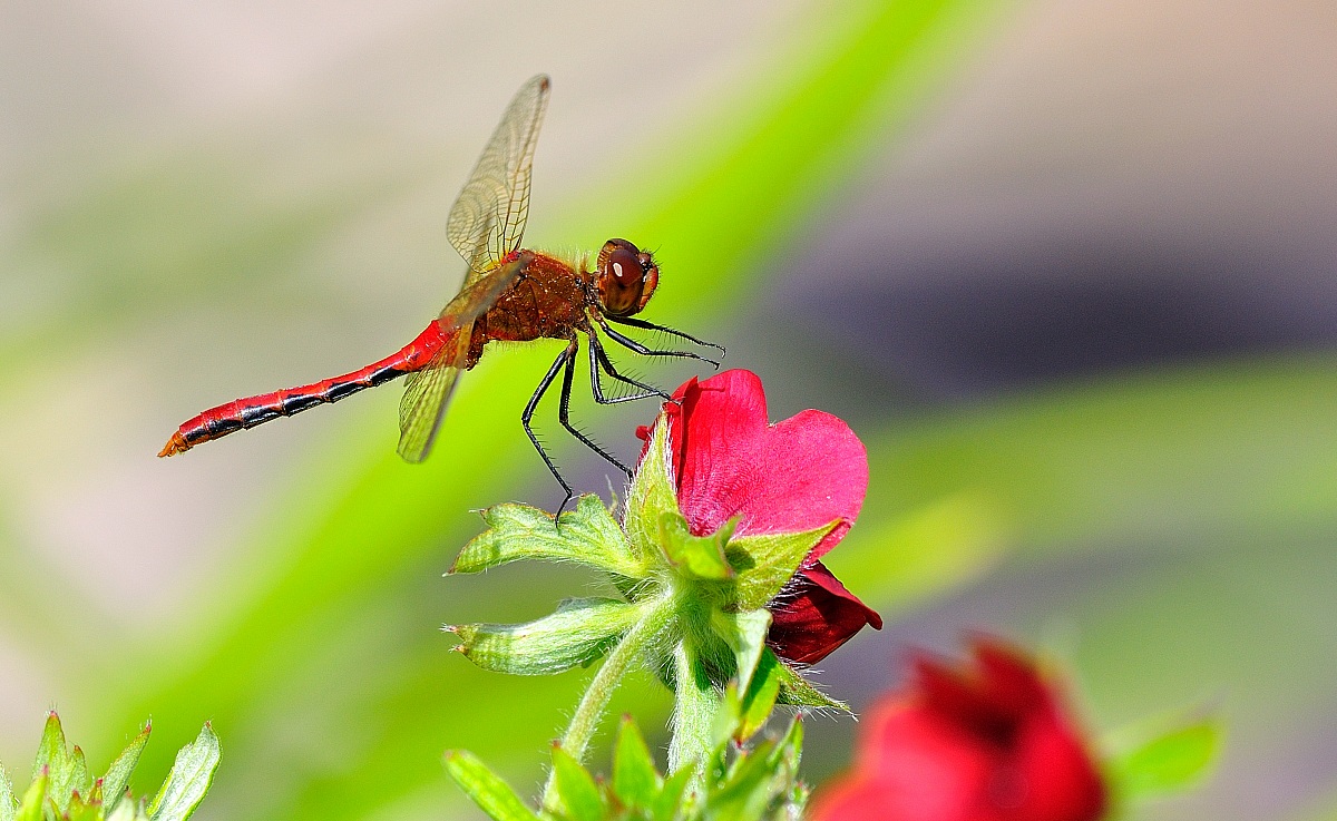 Dragonfly 4