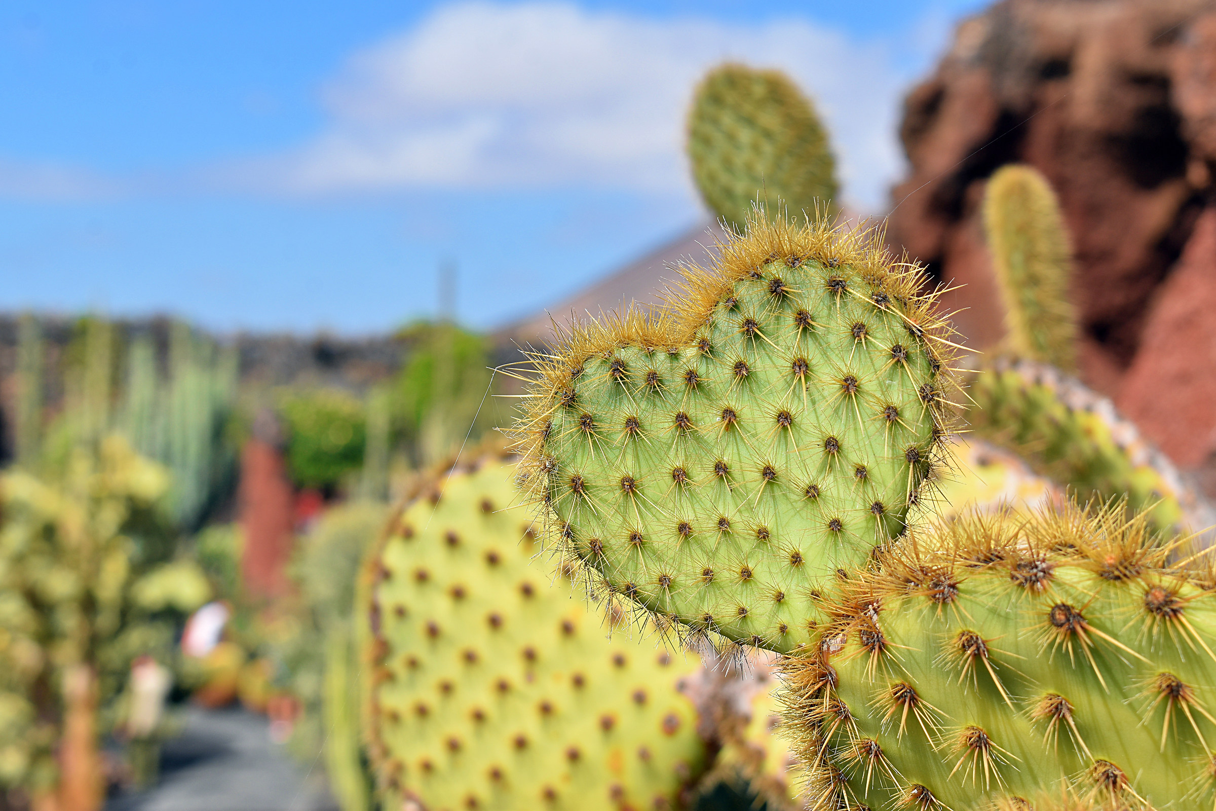 From Cactus with Love