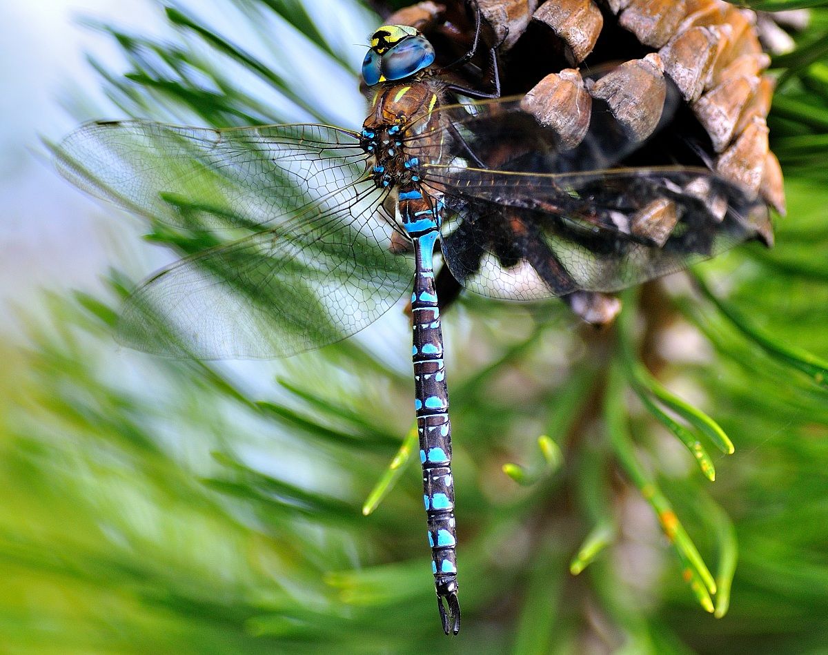 Dragonfly 5