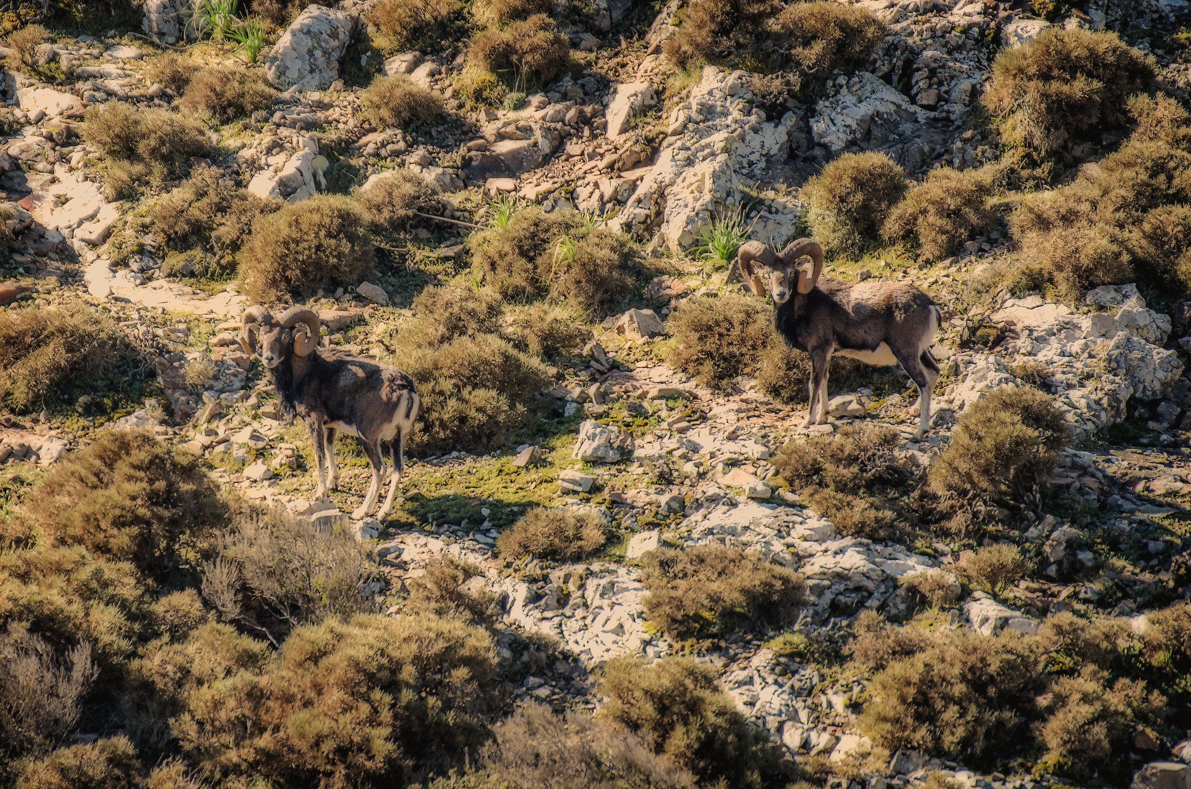 mouflon