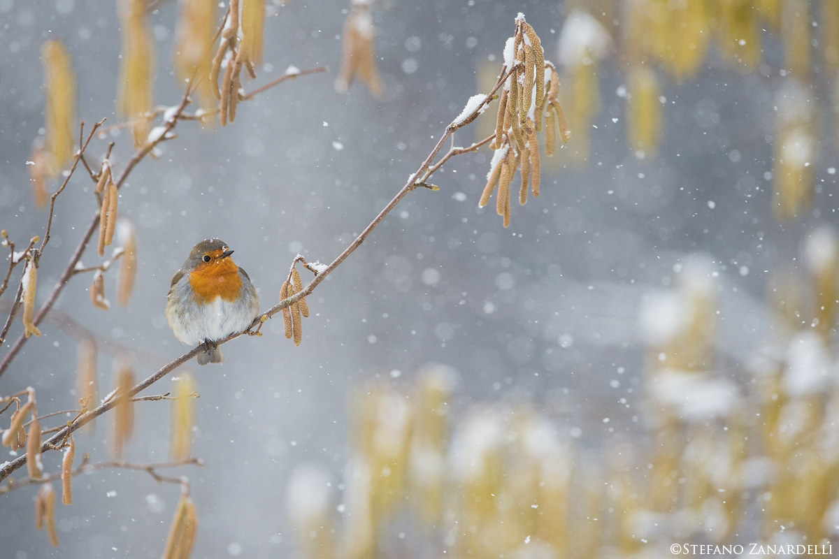 Il Pettirosso e il Nocciolo d' Inverno