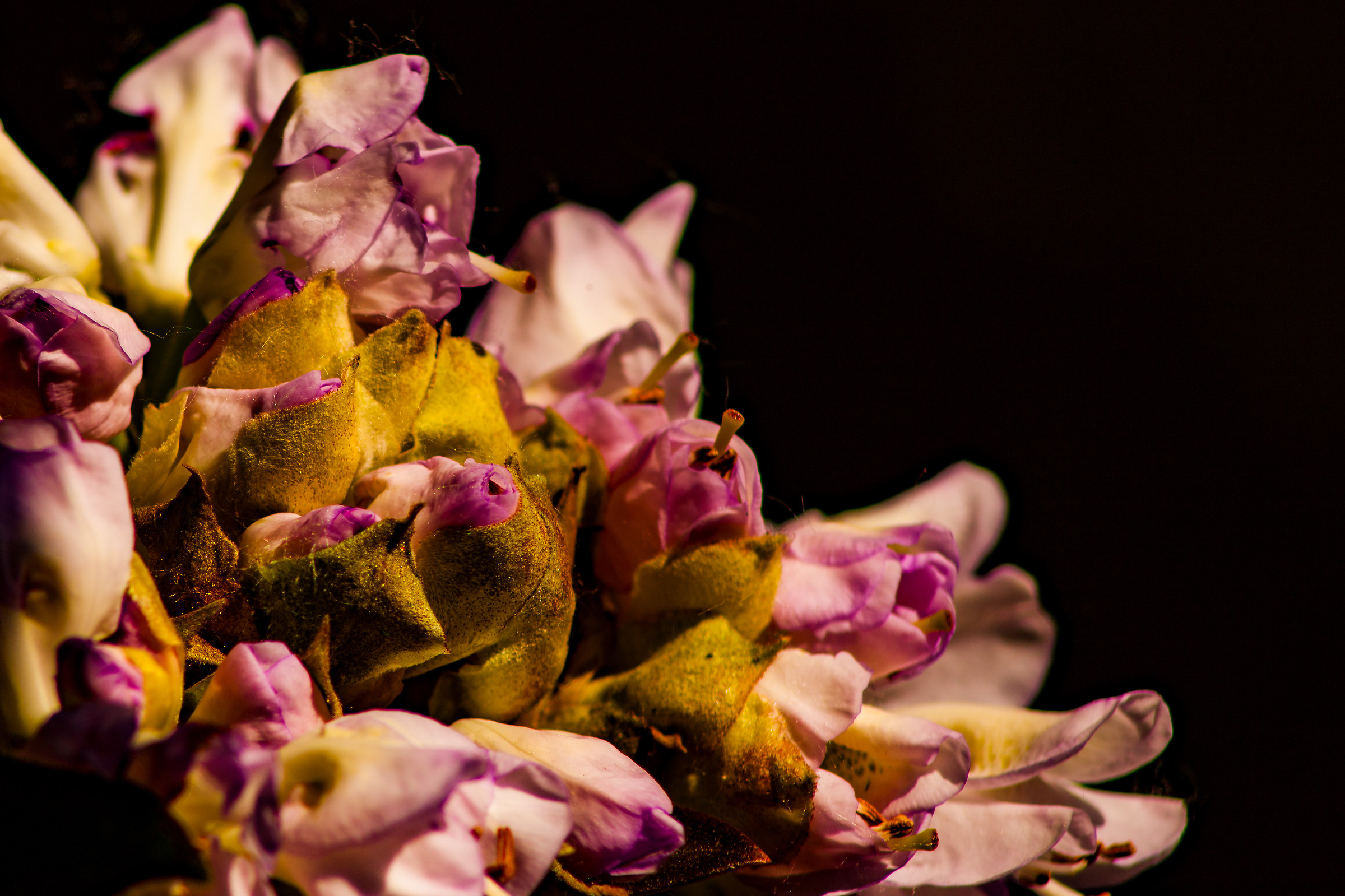 Rododendro (Particolare)