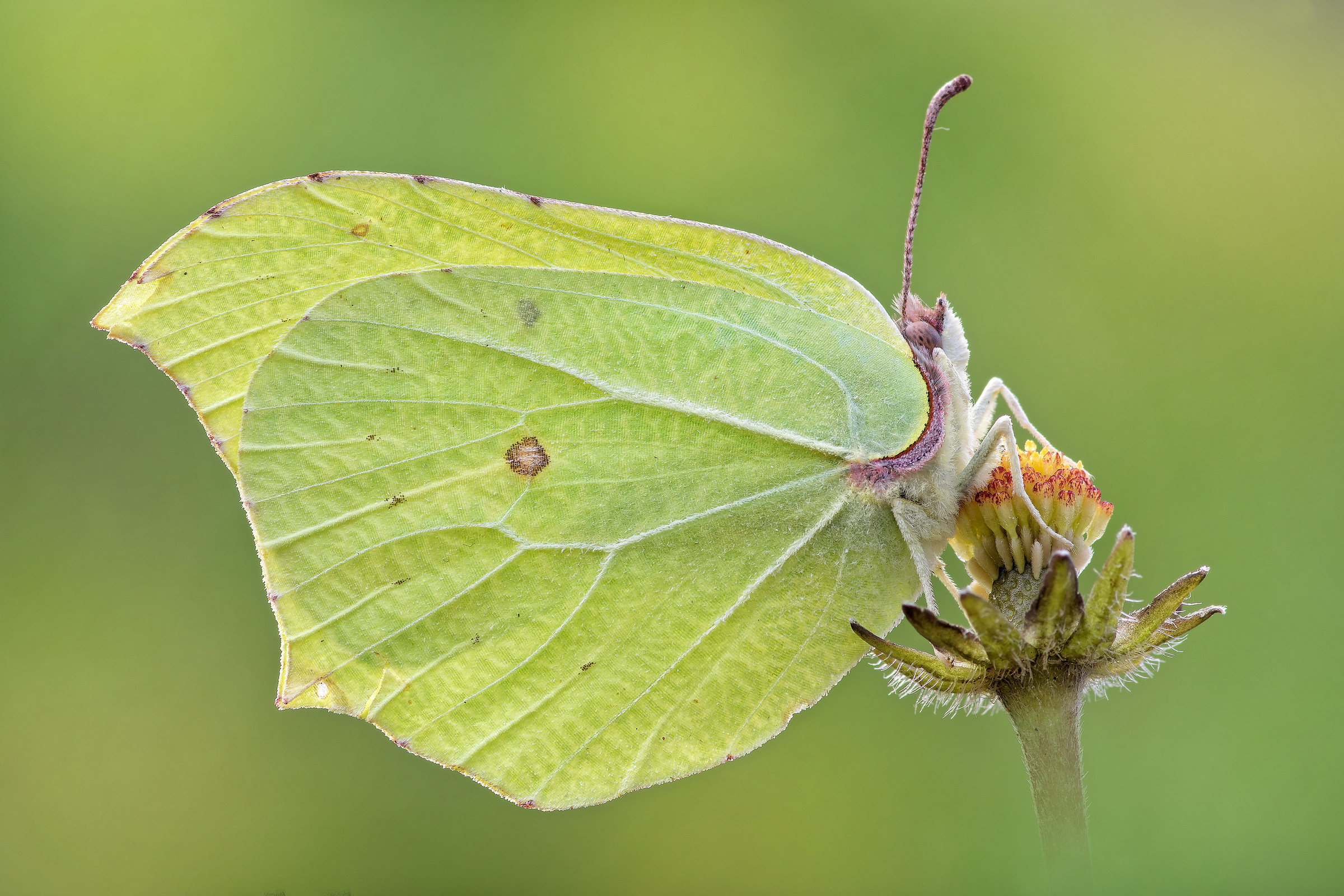 Gonepteryx rhamni - pixelshift