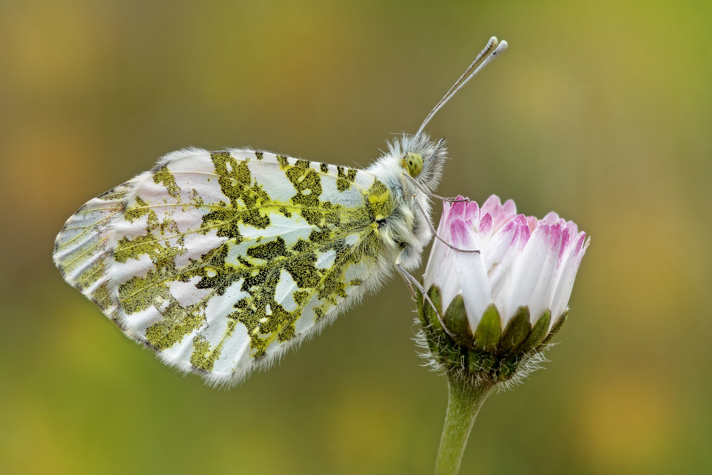 Anthocharis cardamines