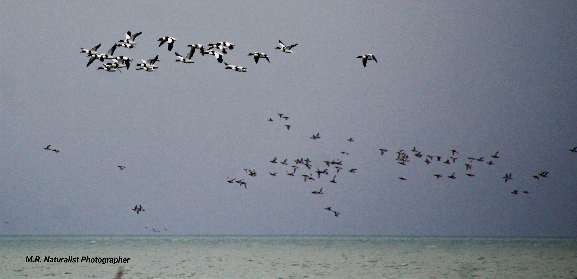 Volpoche e marzaiole in volo