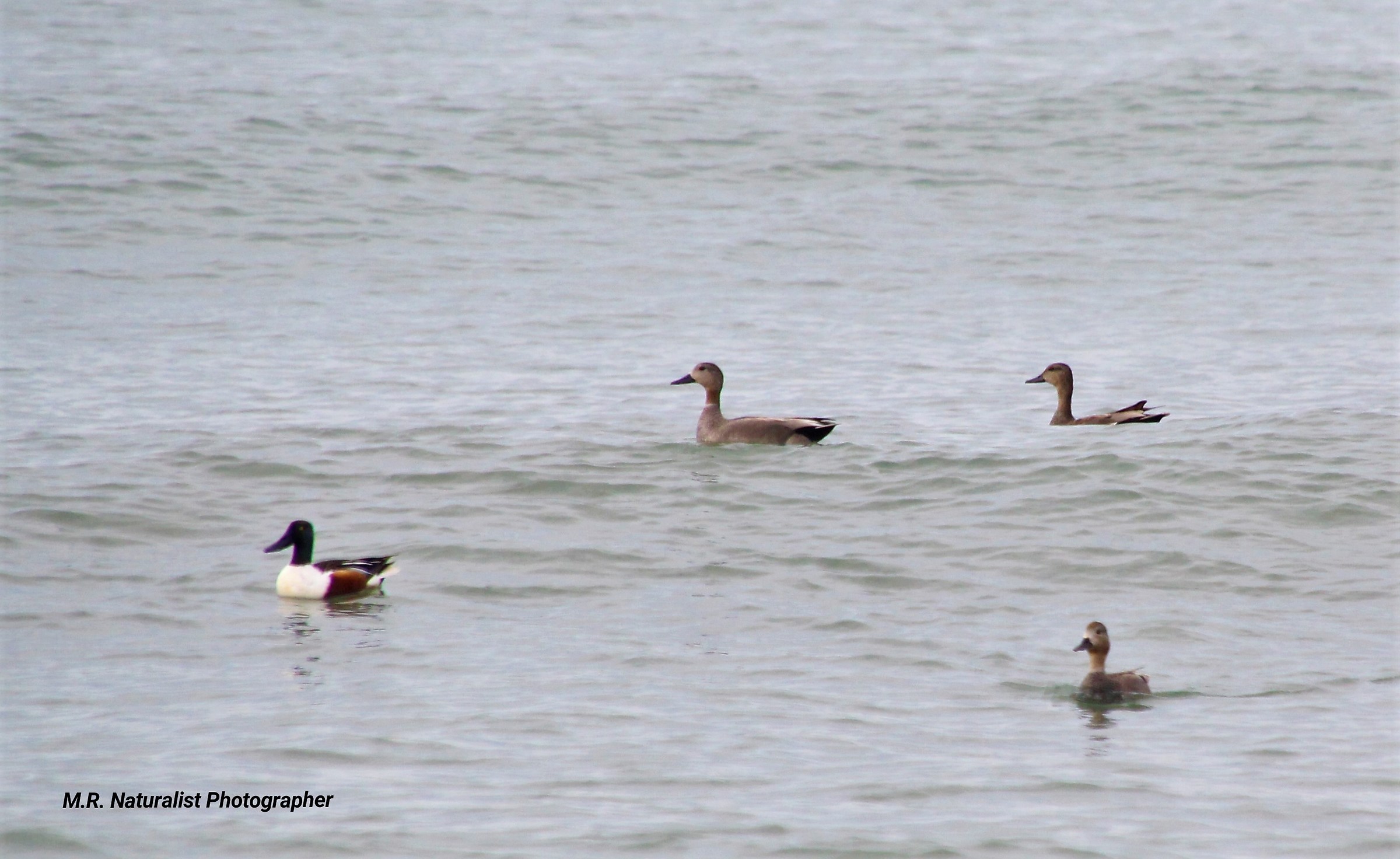 Mestolone e canapiglie