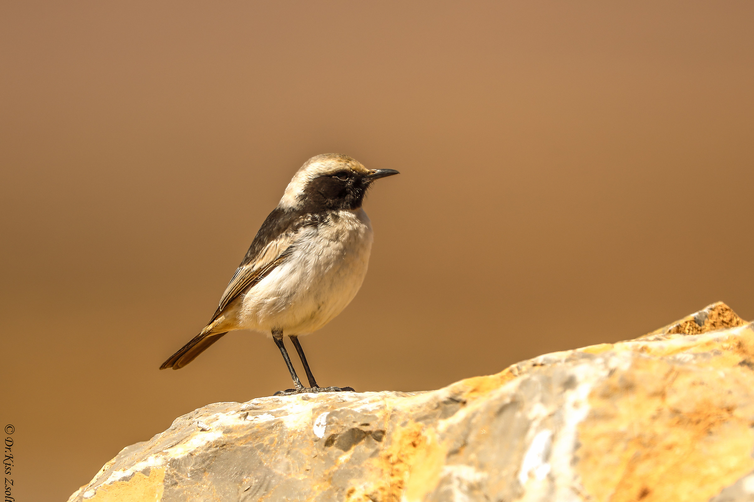Red-rumped wheatear
