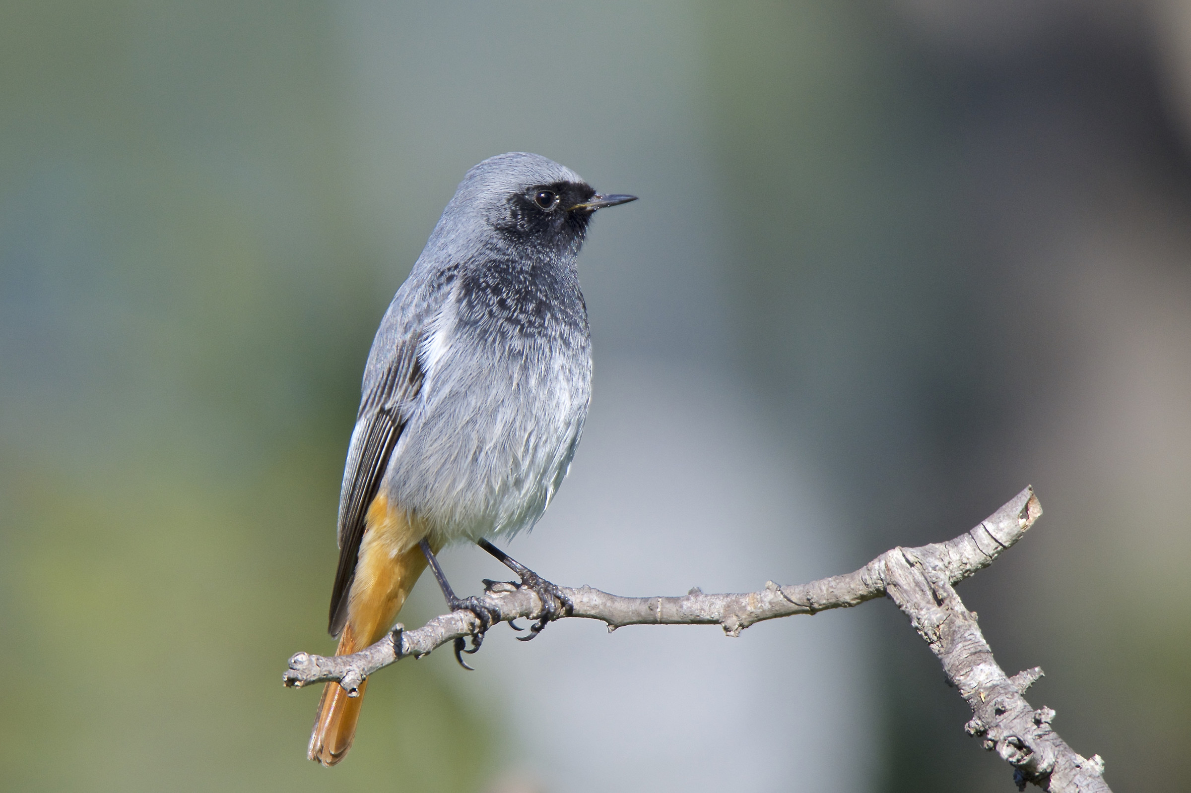 Codirosso spazzacamino