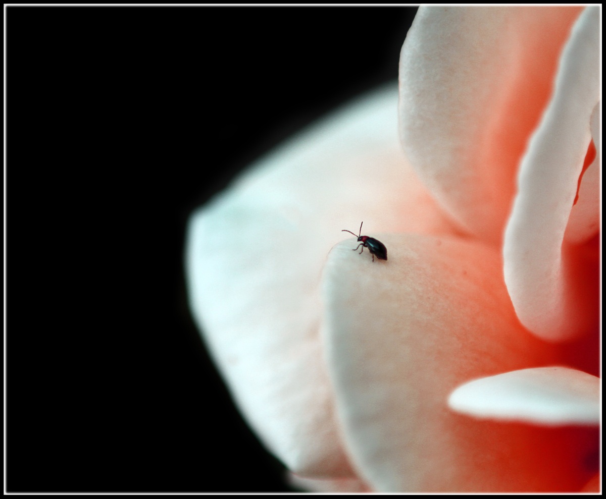 La grandezza non è tutto..