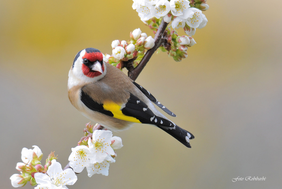 Goldfinch...