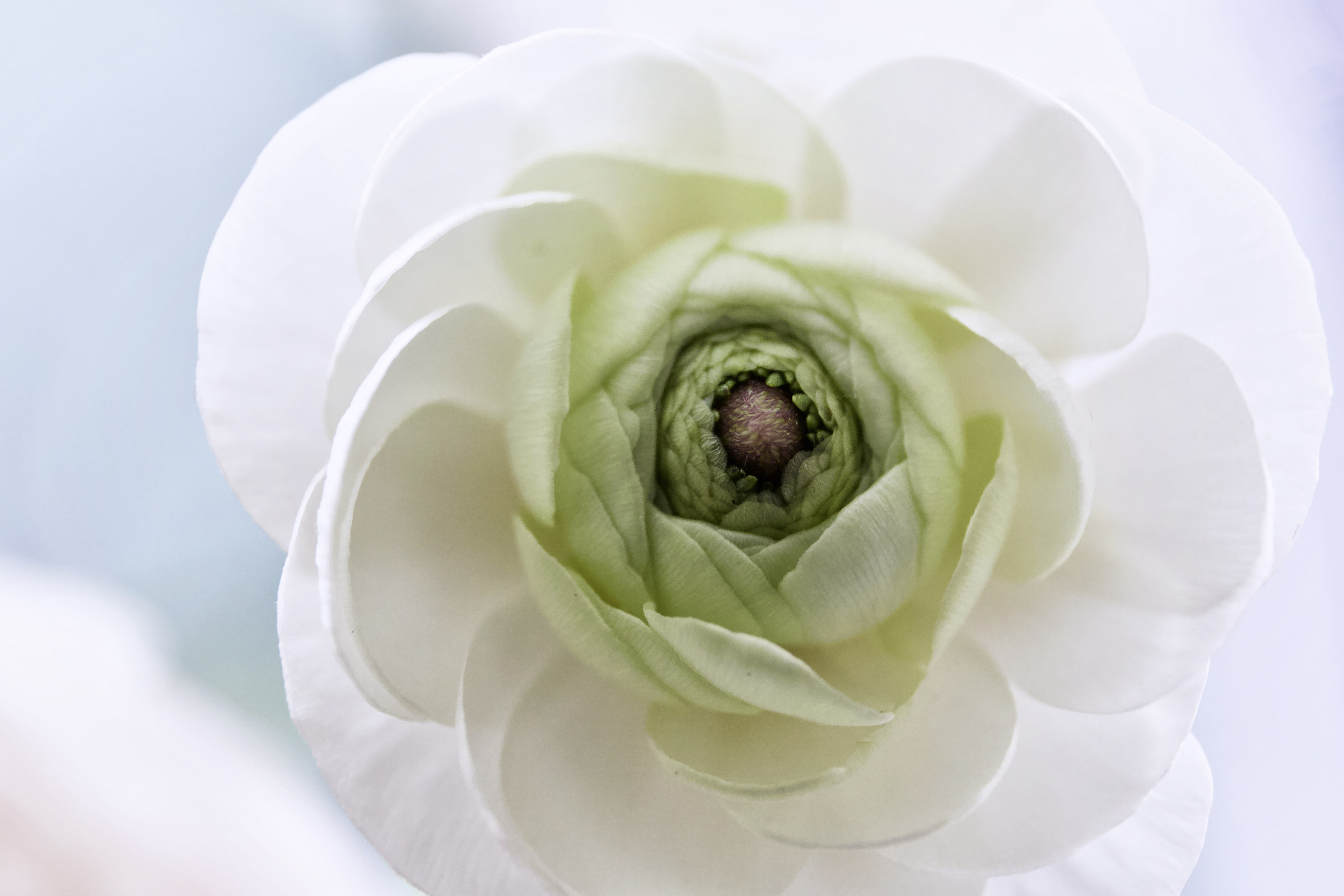 Delicacy ............