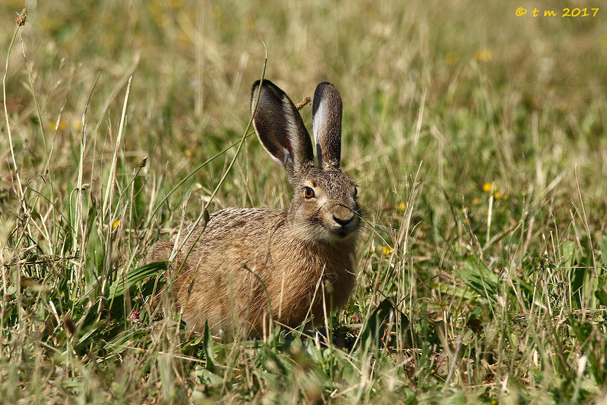 Hidden behind a blade of grass