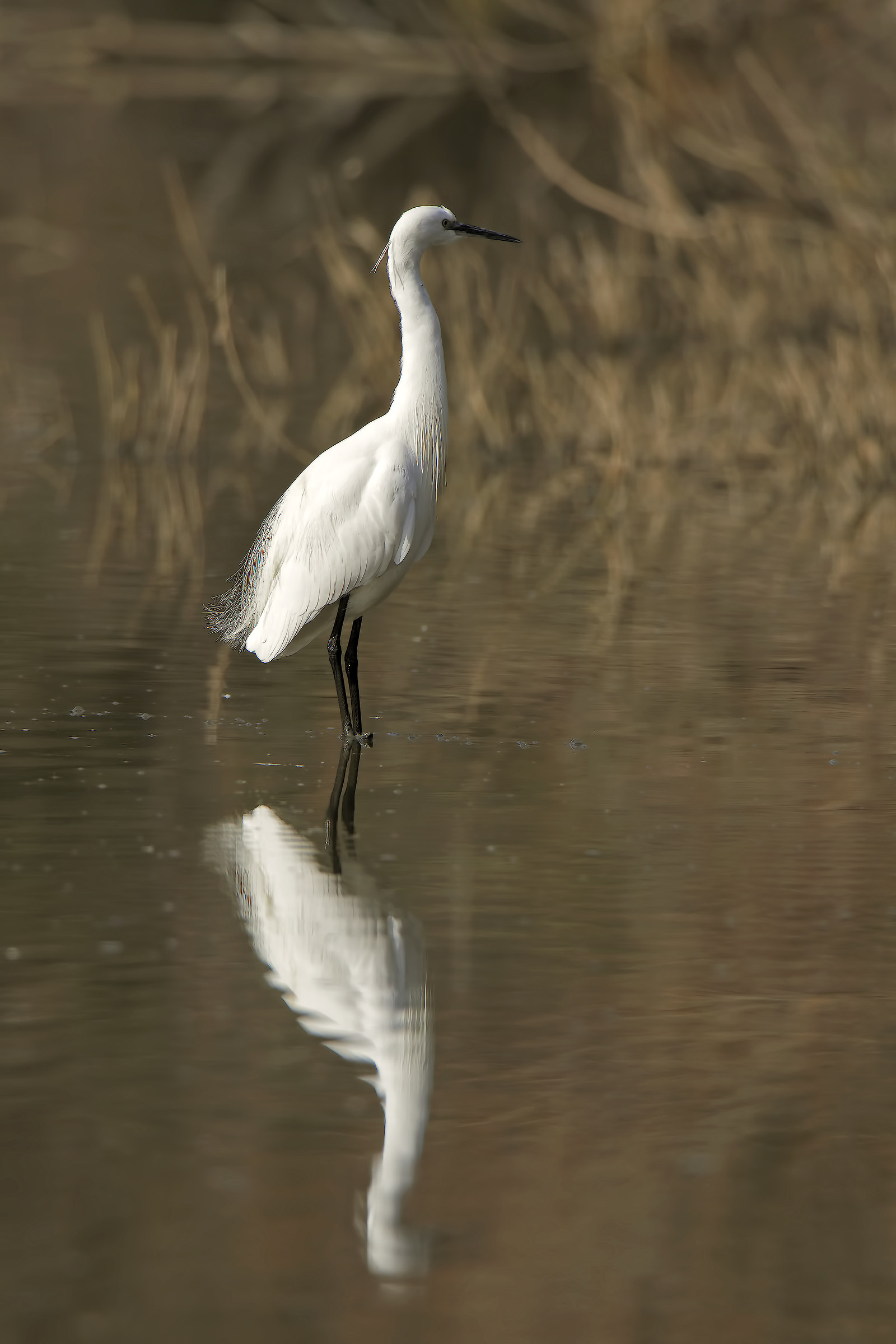Great white heron