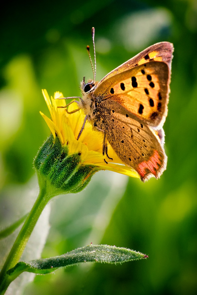Butterfly on flower