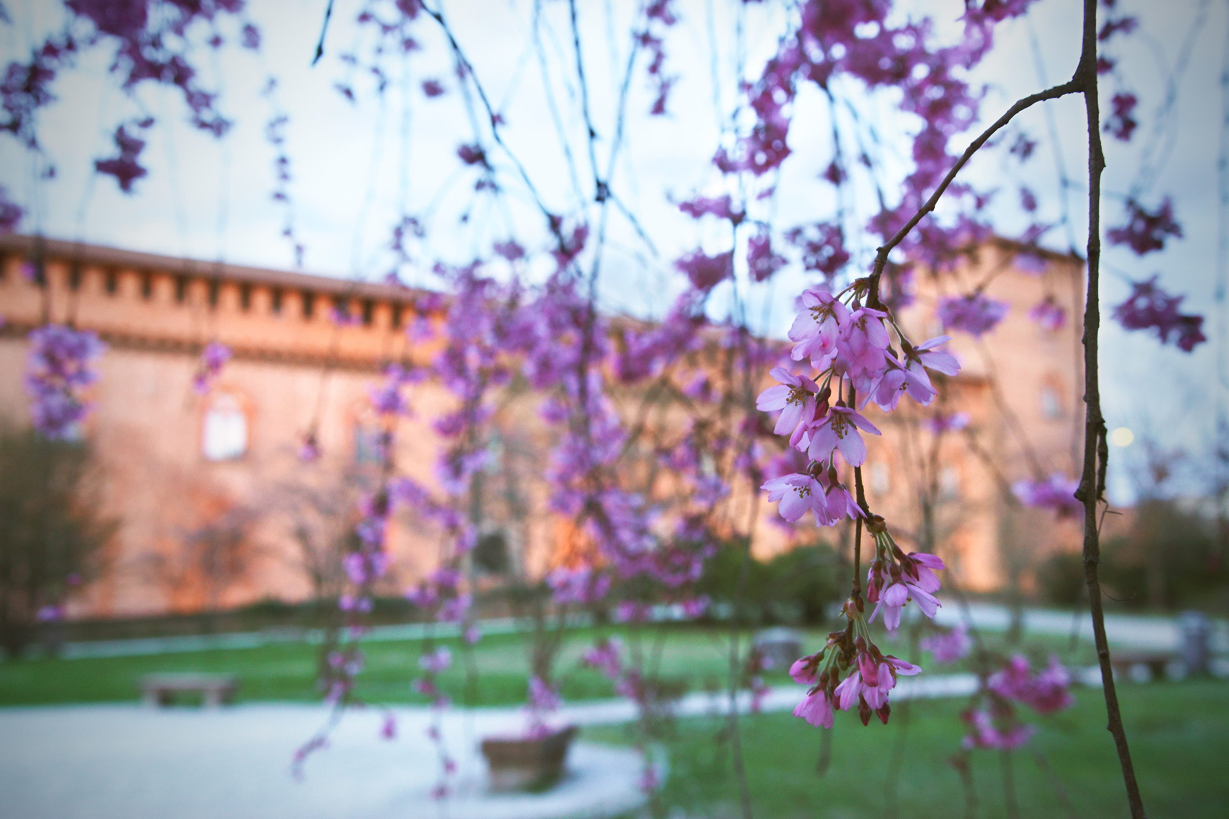 Flowering in the gardens of the Castello Visconteo