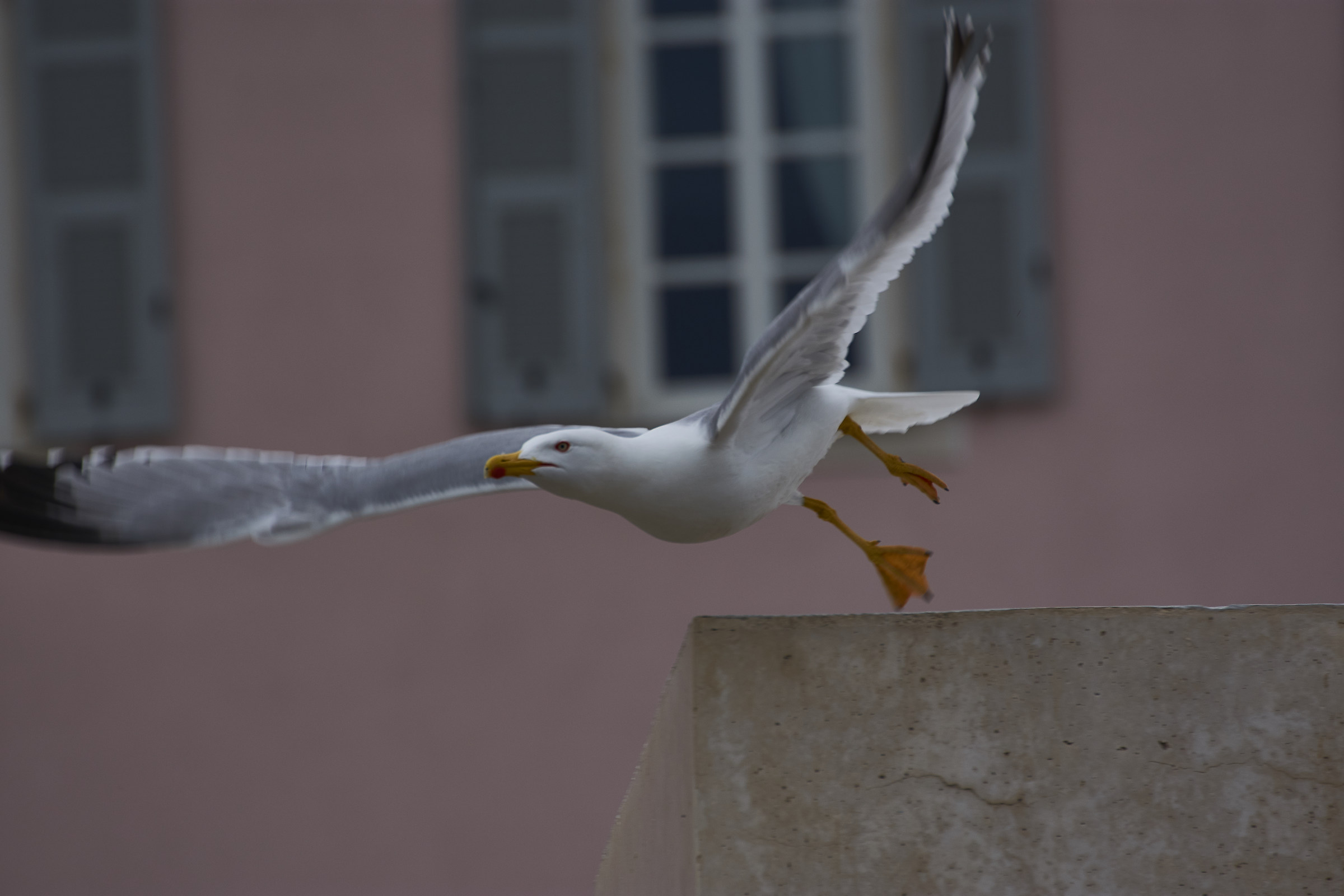 Gabbiano