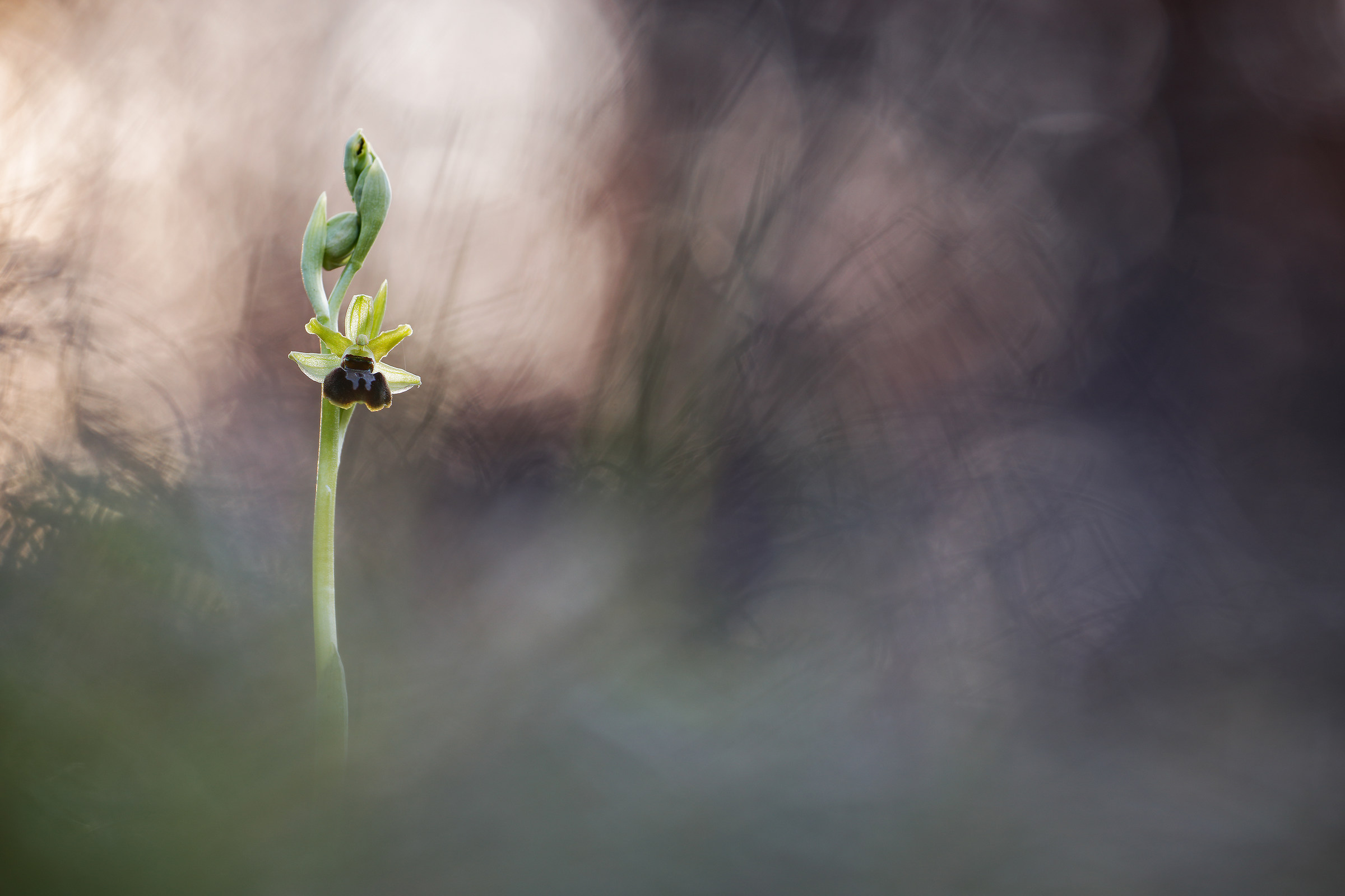 Ophrys sphegodes