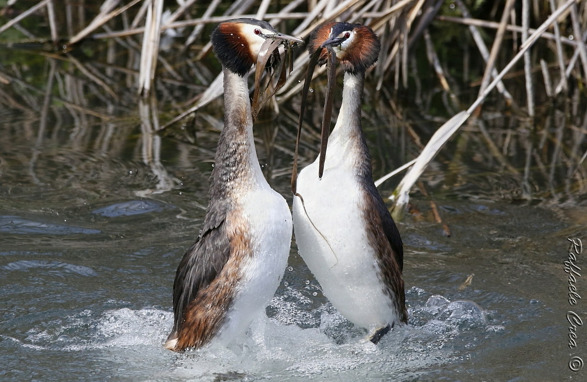 Svassi Maggiori:Lo Scambio