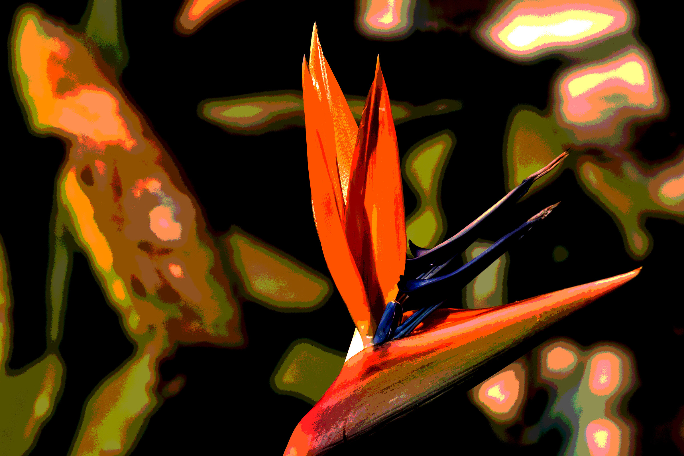 Strelitzia