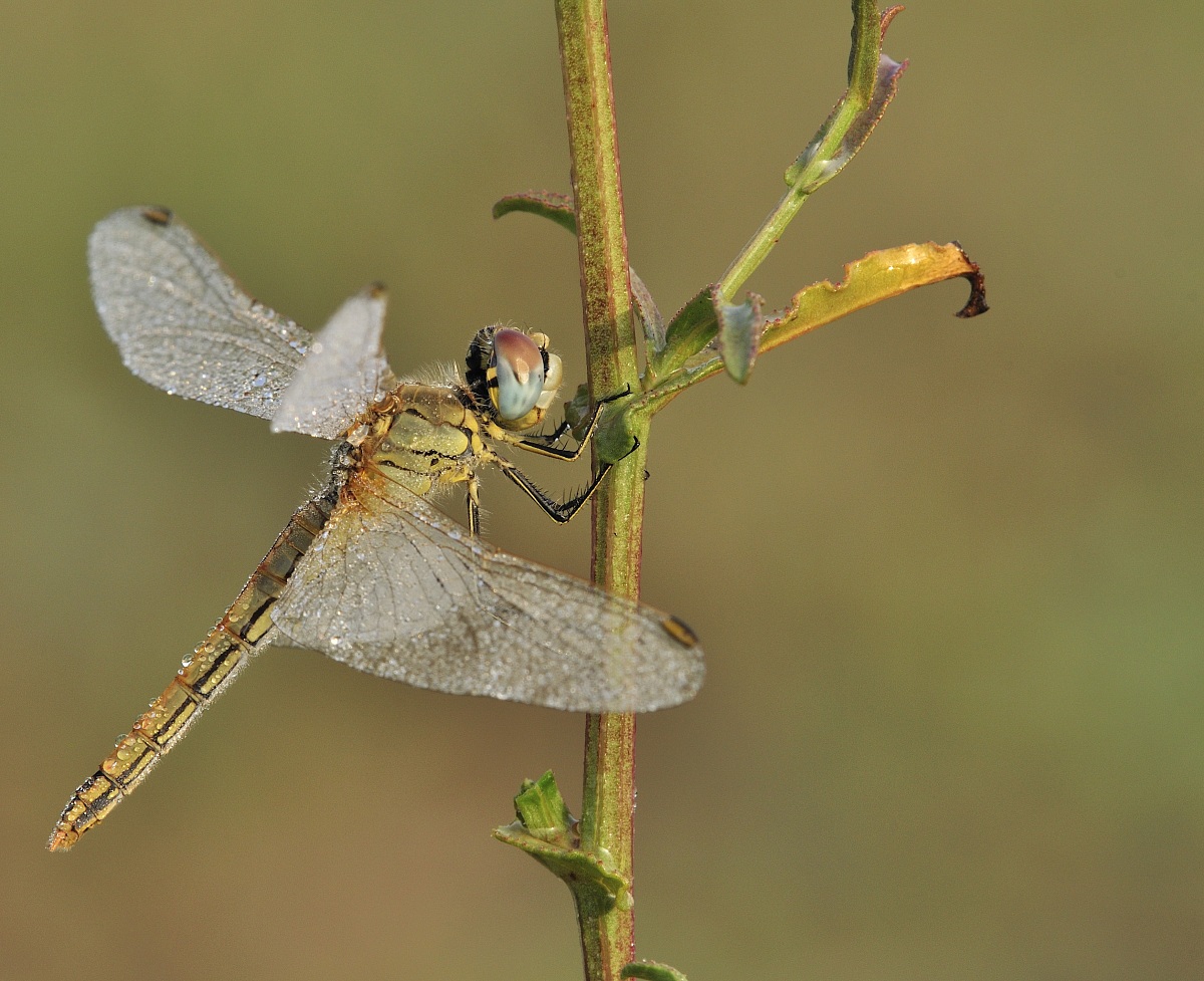 femmina di Sympetrum fonscolombii (Selys, 1840) - Libel