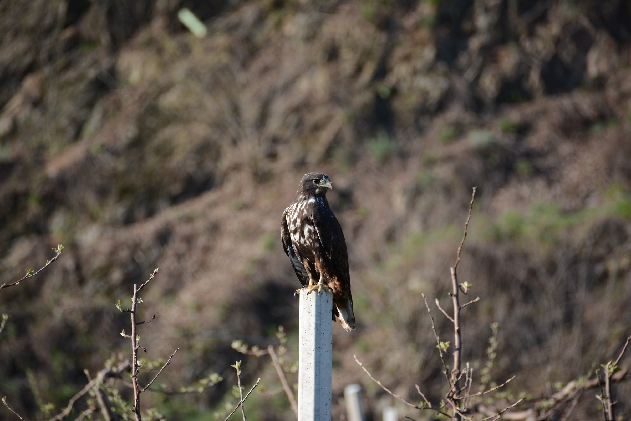 Poiana Codarossa (Buteo jamaicensis) - marzo