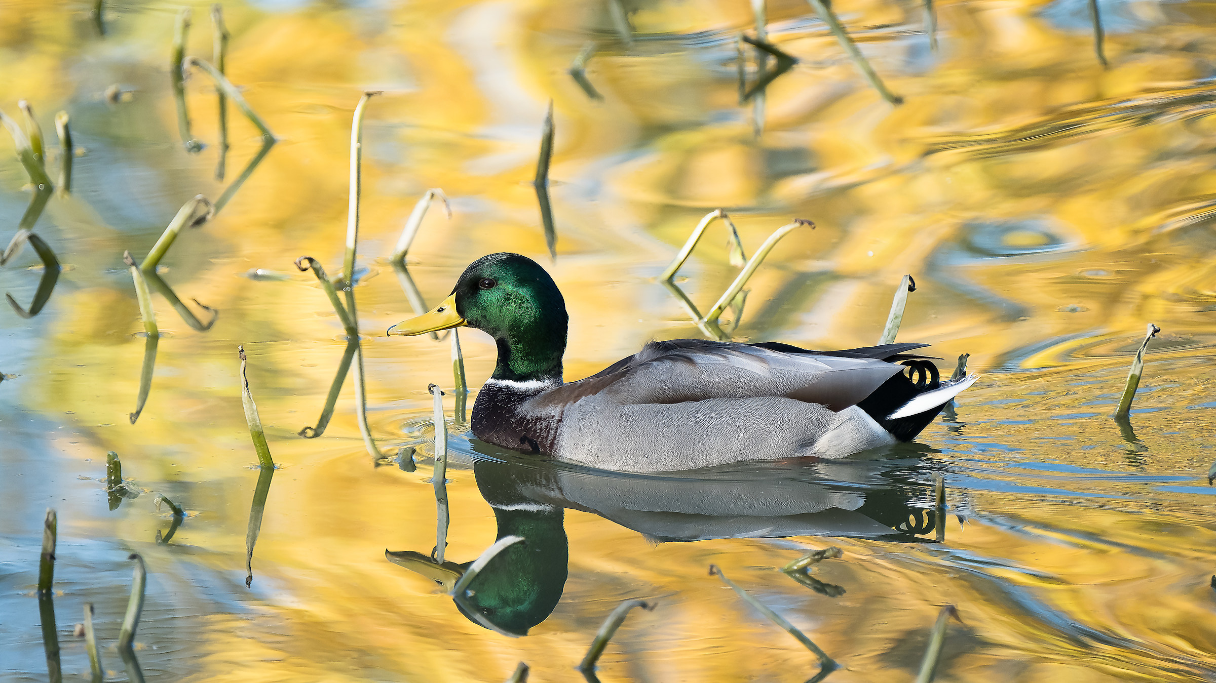 i colori di novembre
