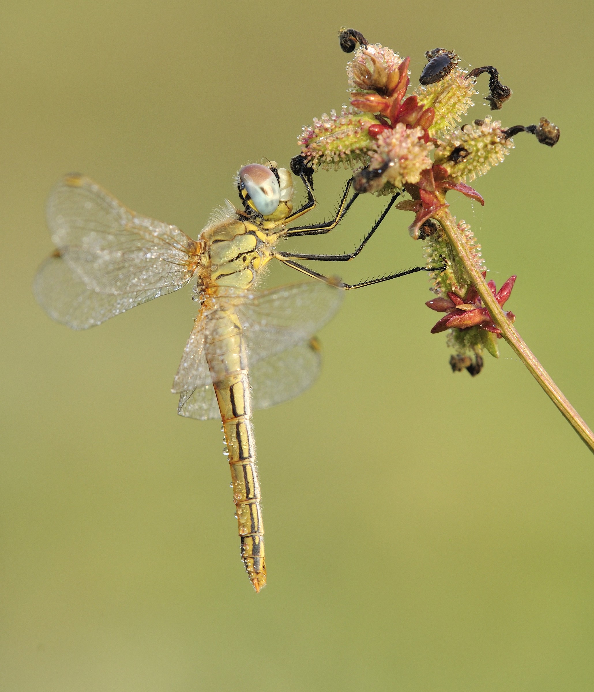 femmina di Sympetrum fonscolombii (Selys, 1840) - Libel
