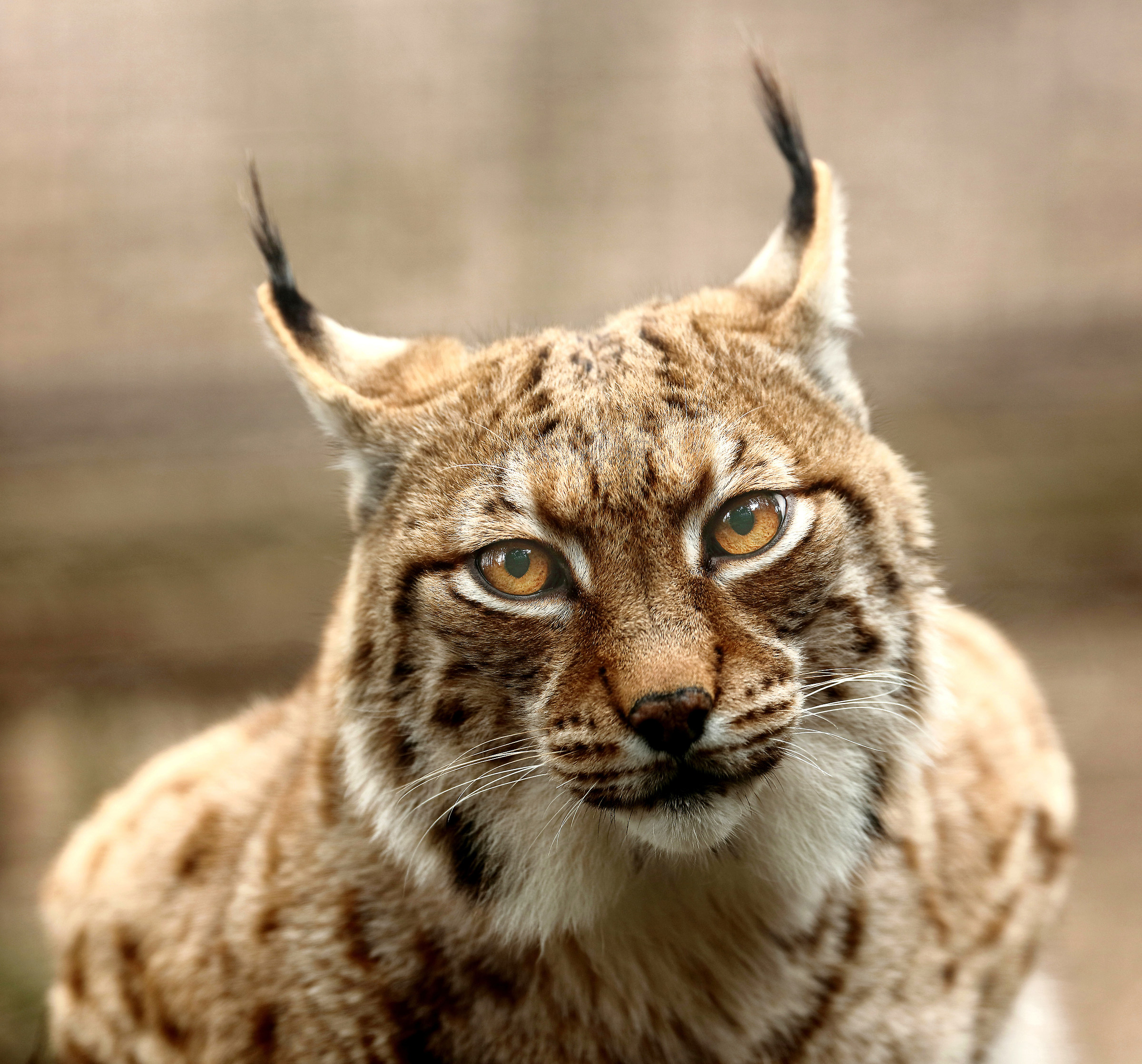 Eurasian lynx