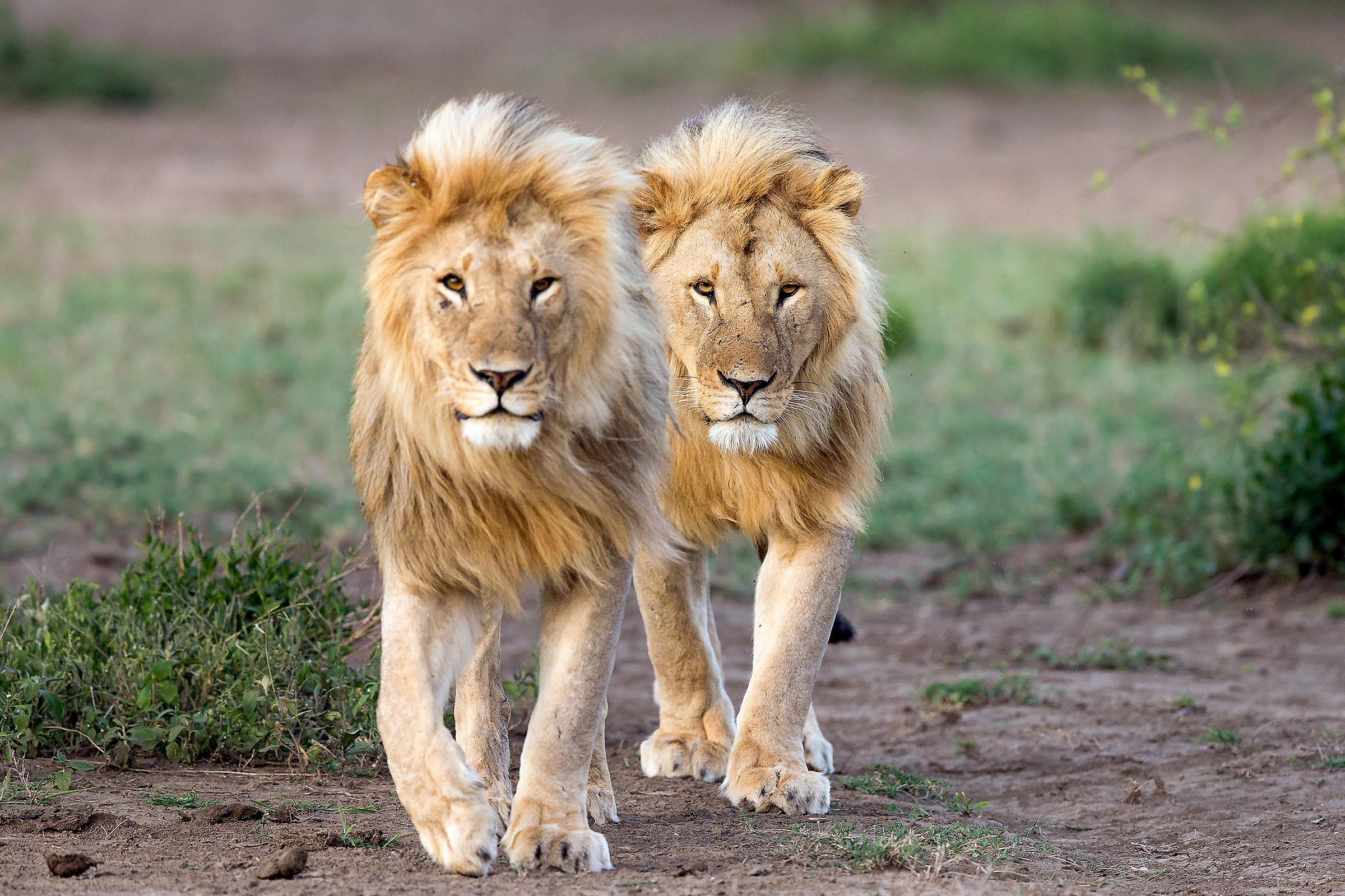 No... I'm not a clone