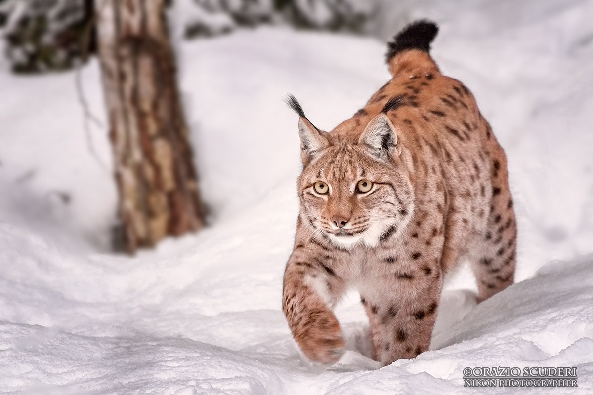 Lynx lynx