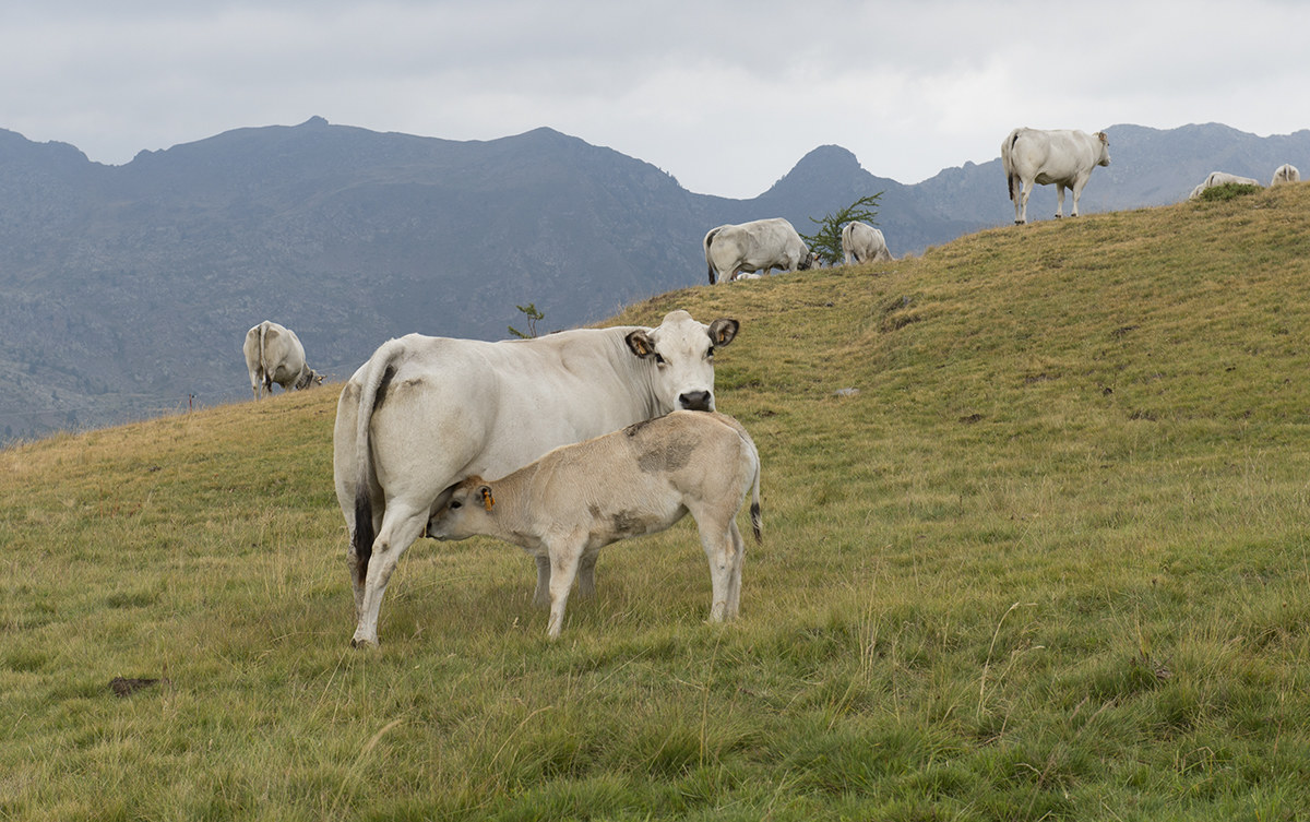 tenderness among the Piedmontese