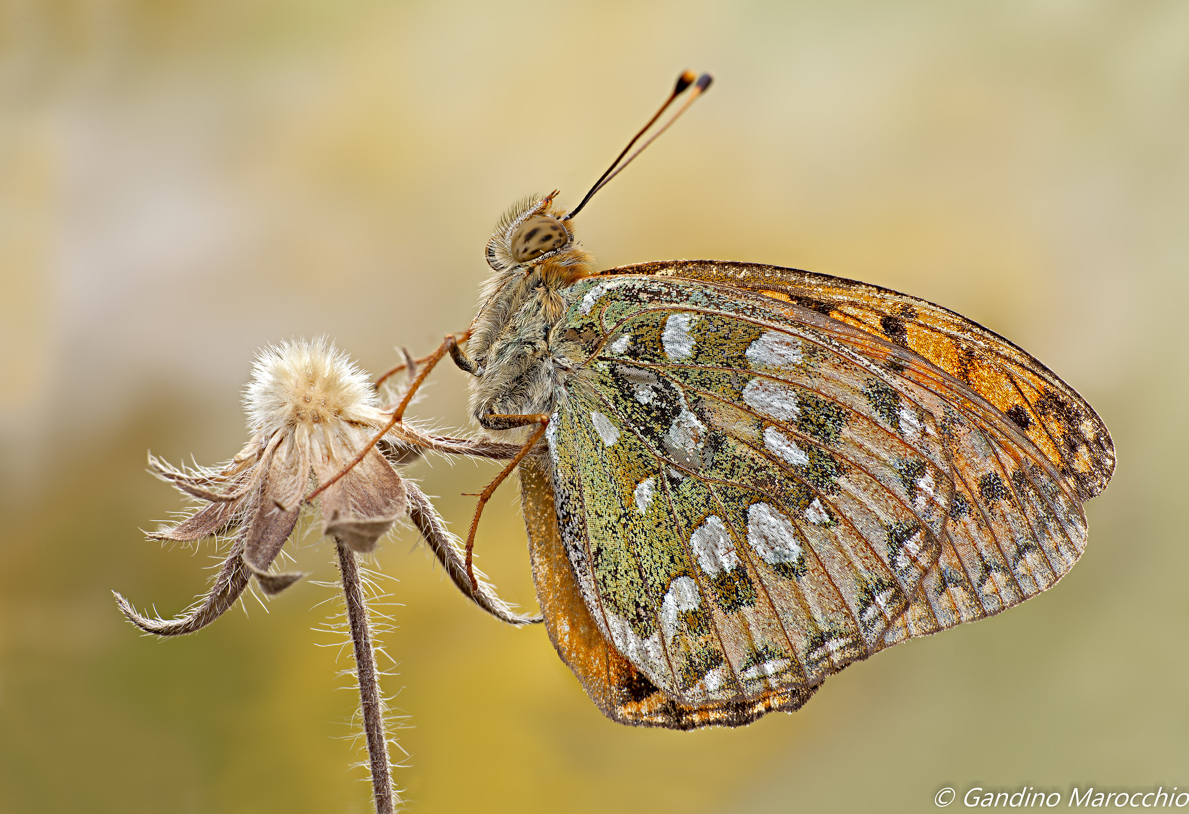 Argynnis Aglaja
