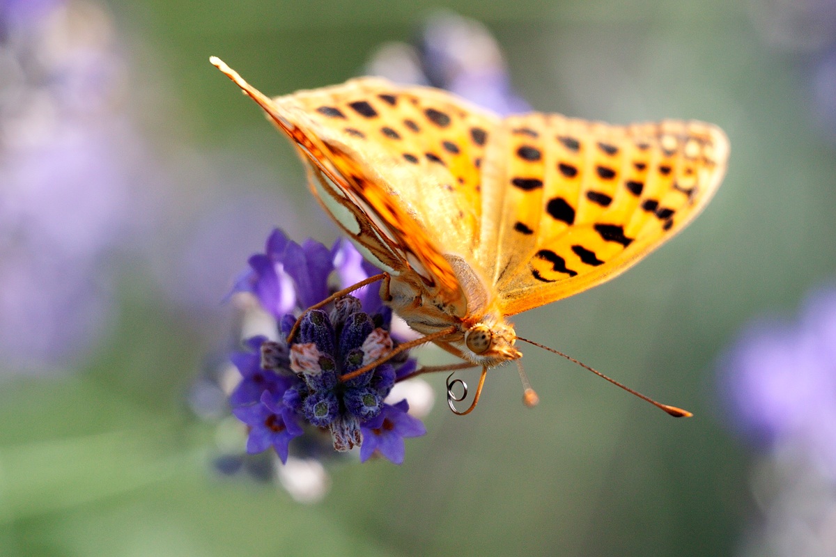 arrivederci fioriture