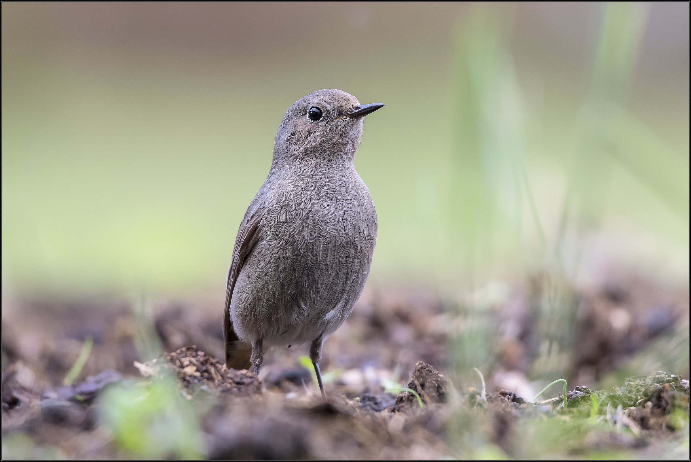 codirosso spazzacamino femmina 2