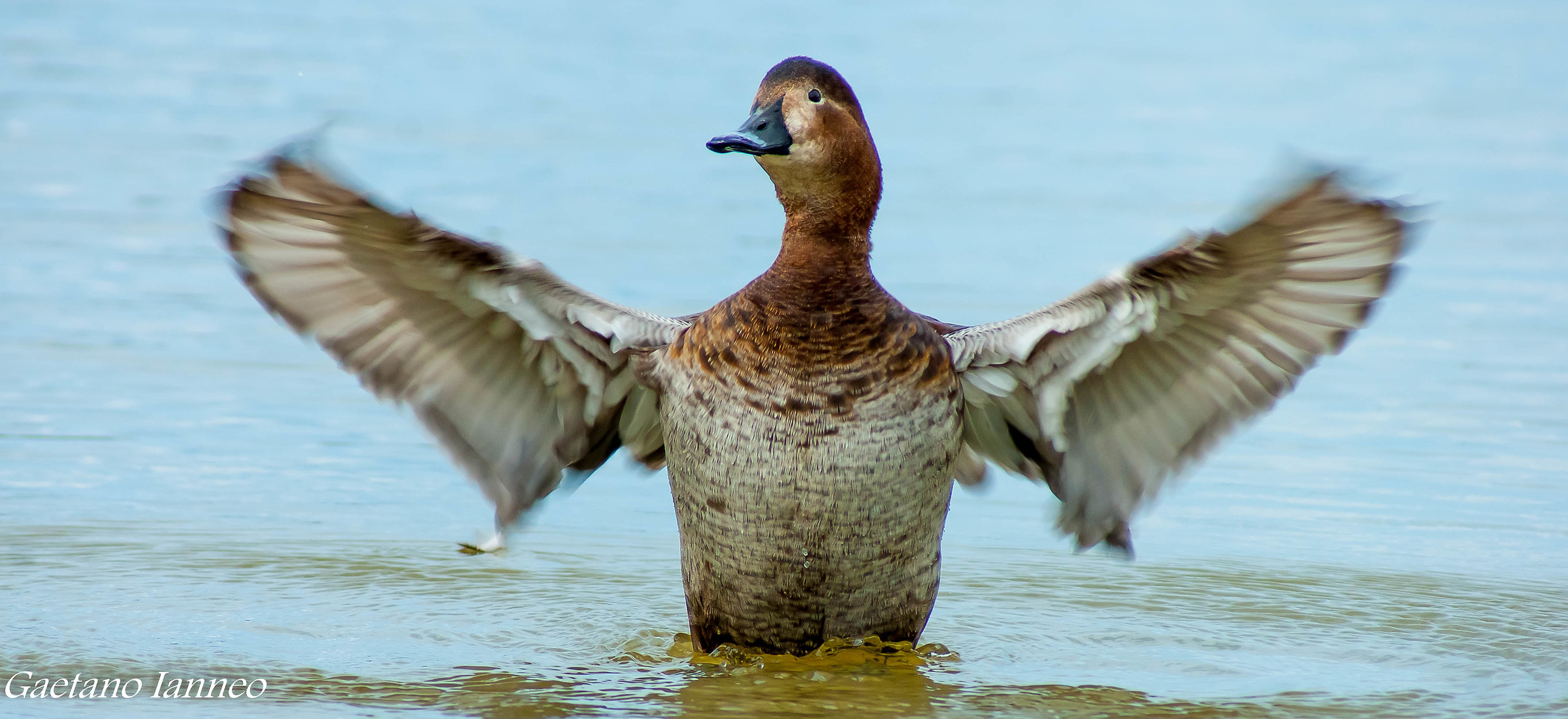 Germano Reale (femmina)