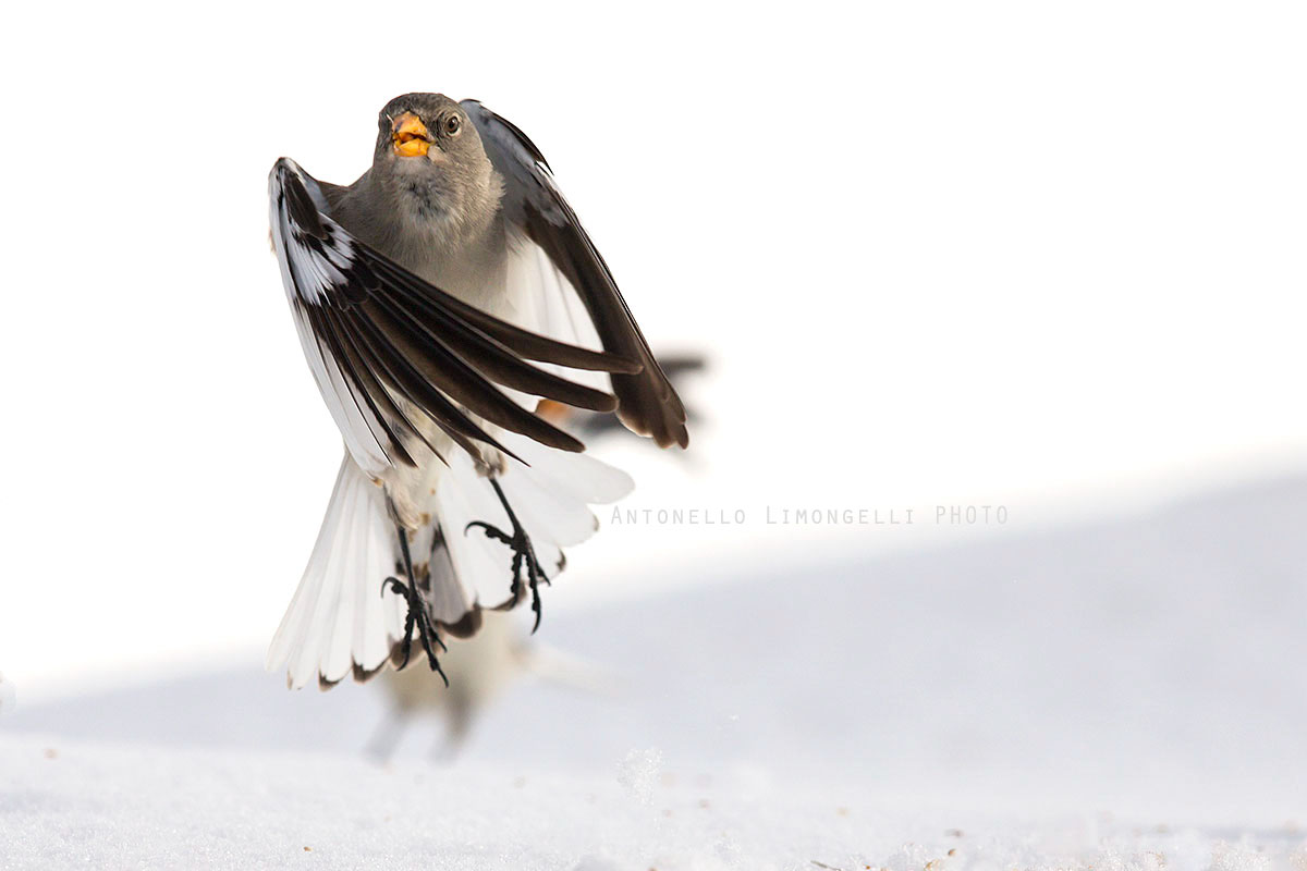 Go Away (Fringuello Alpino)