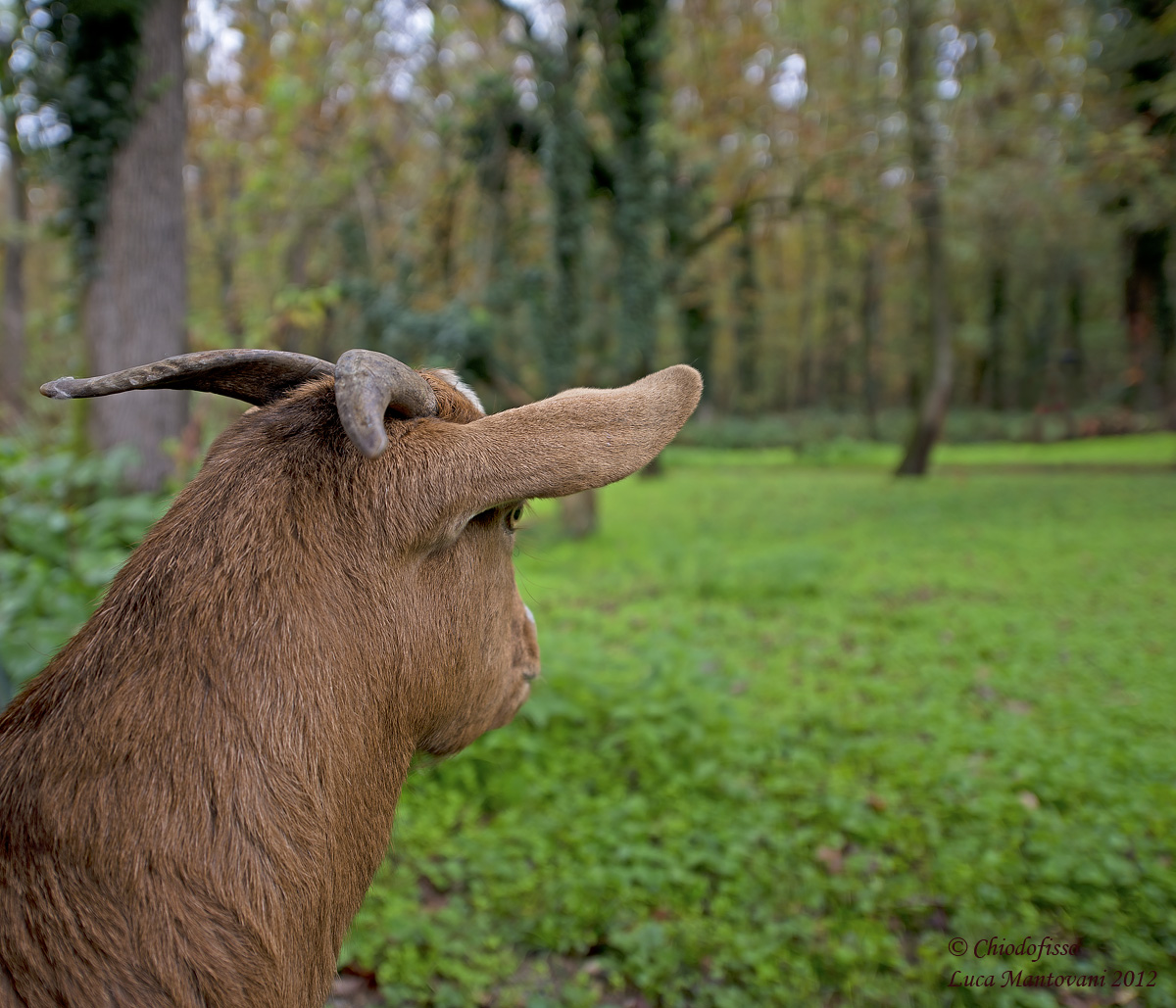 The different point of view of the goat ....