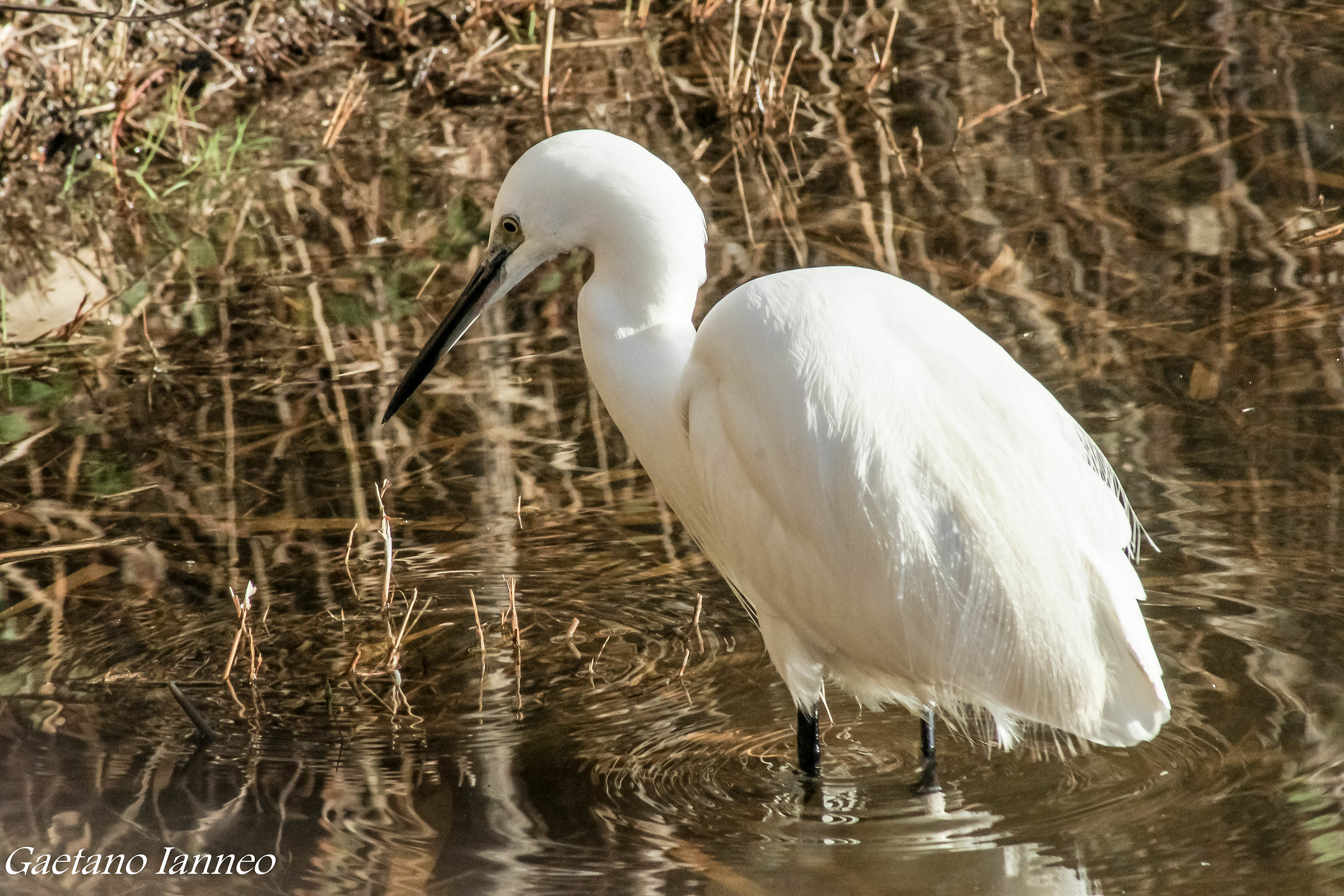 Egret