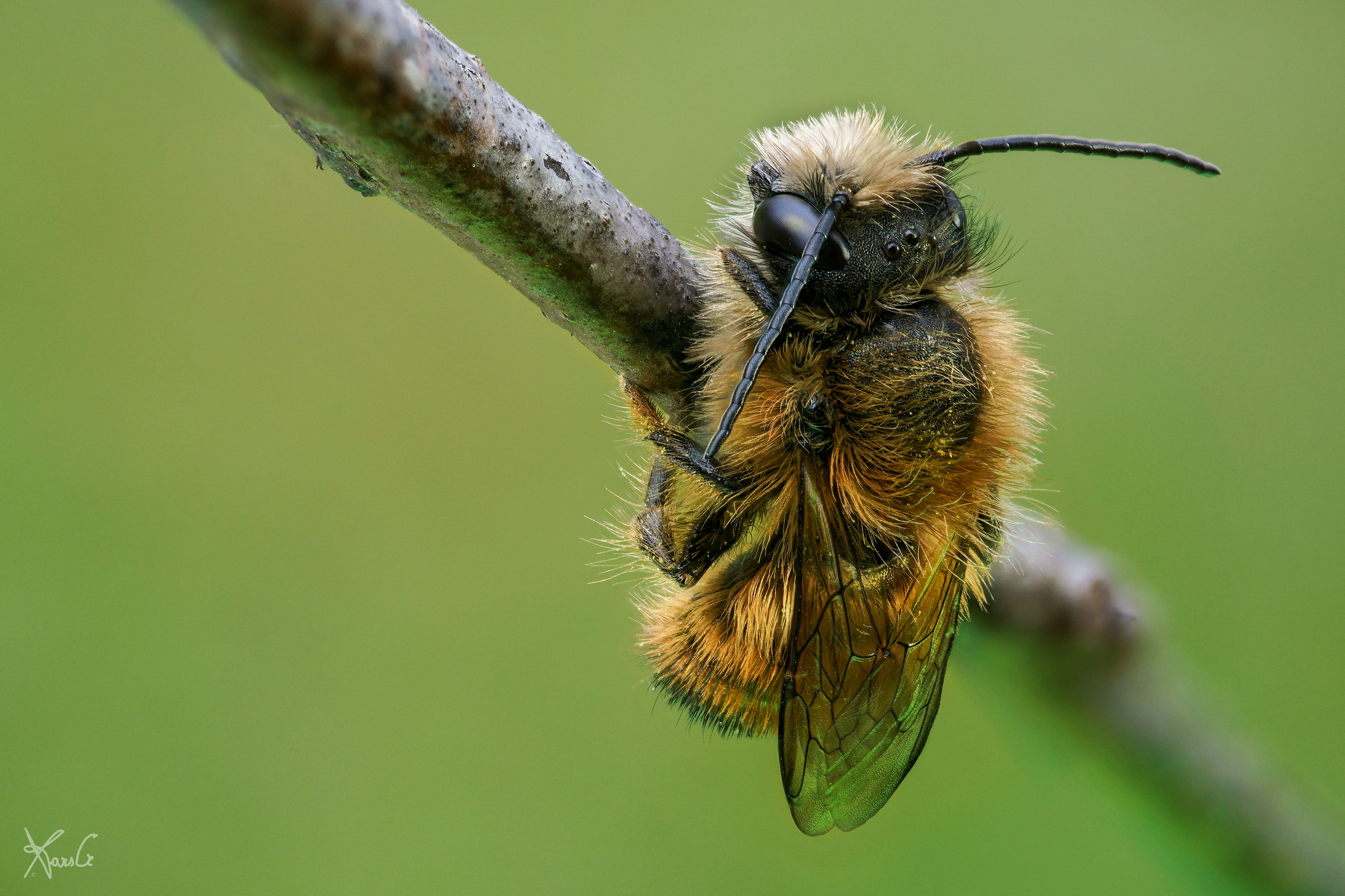 The gift of the murder rufa