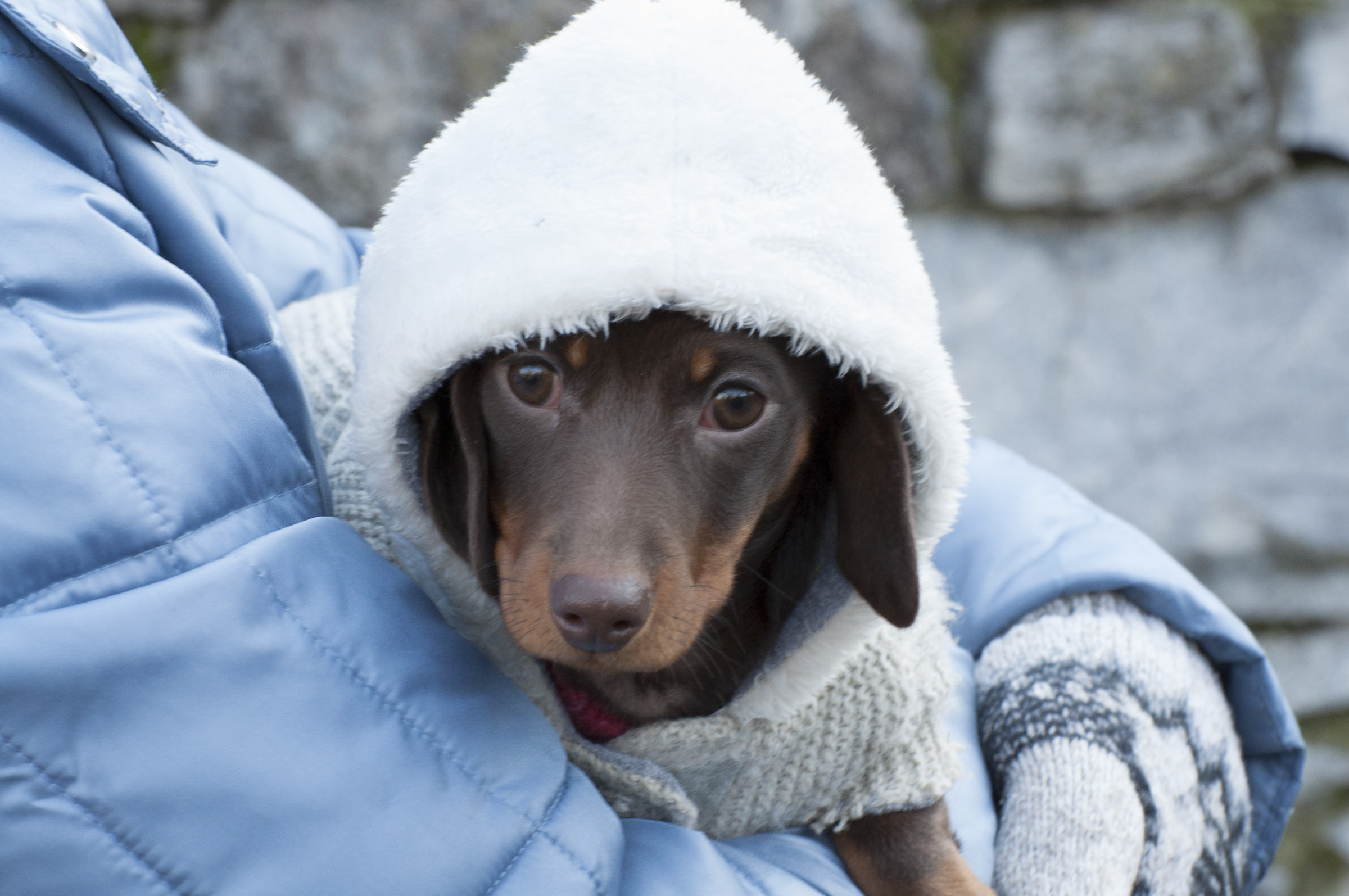 Che la Forza sia con te