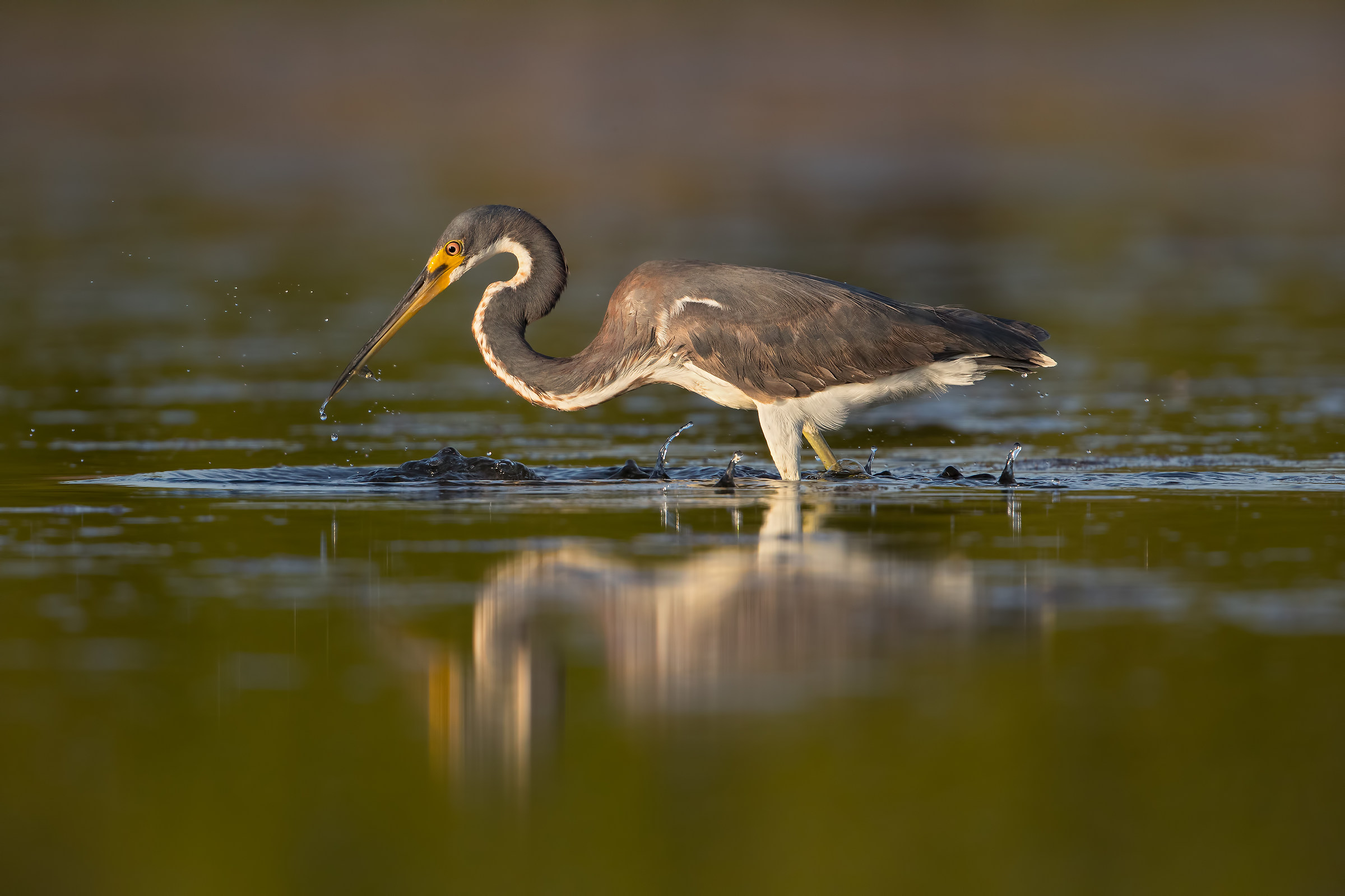 Tricolor Heron