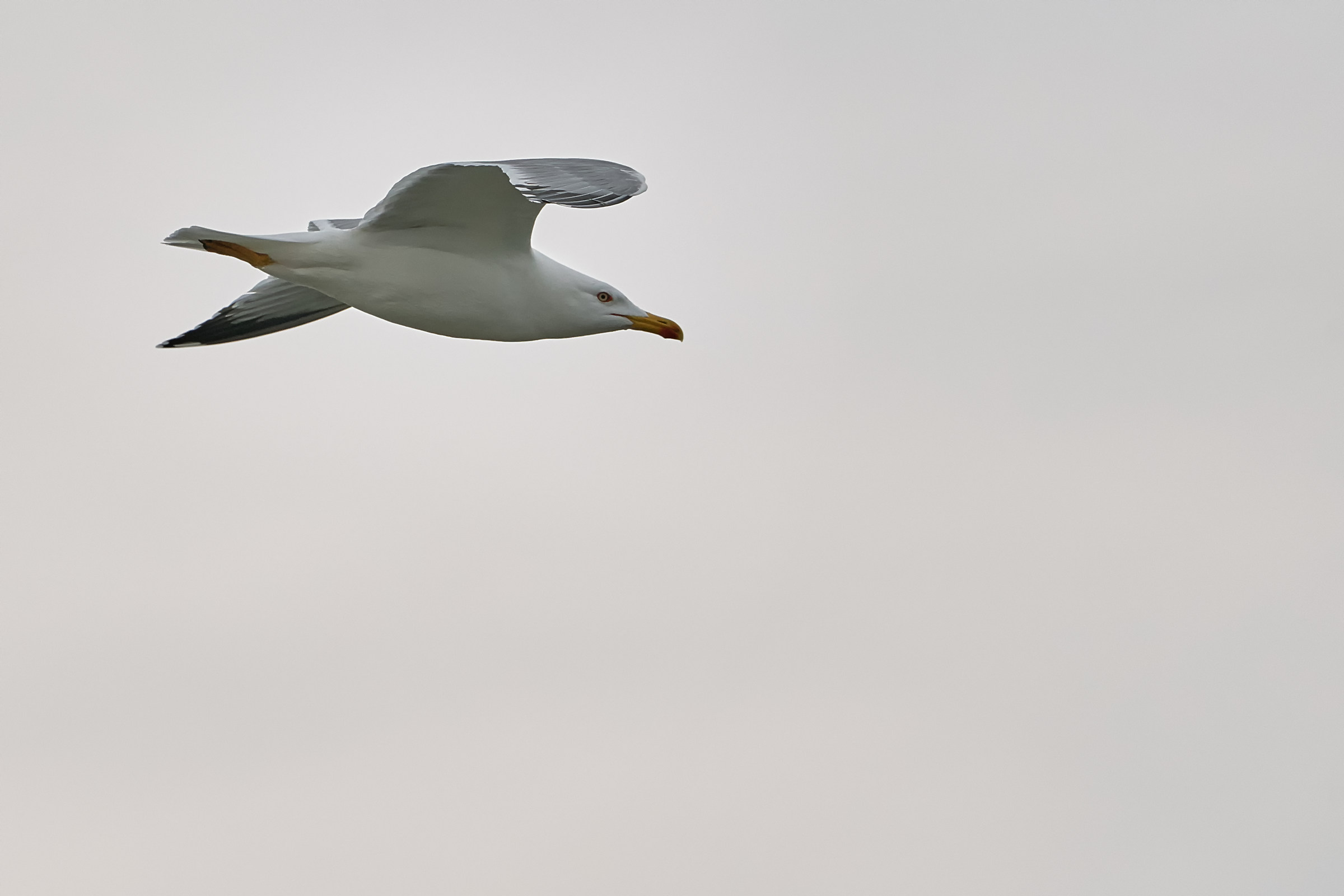 in volo verso la sera