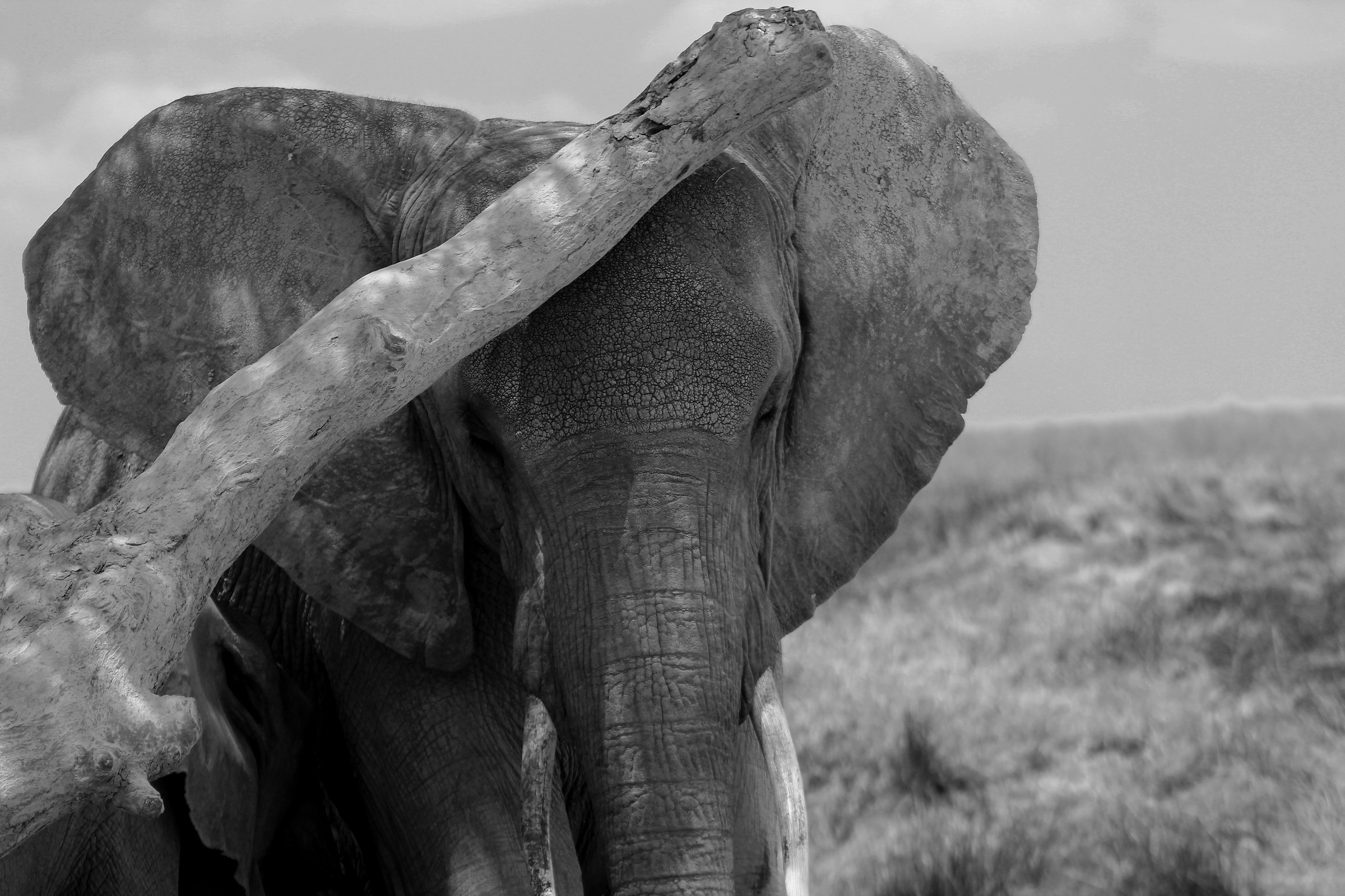Serengeti - Tanzania